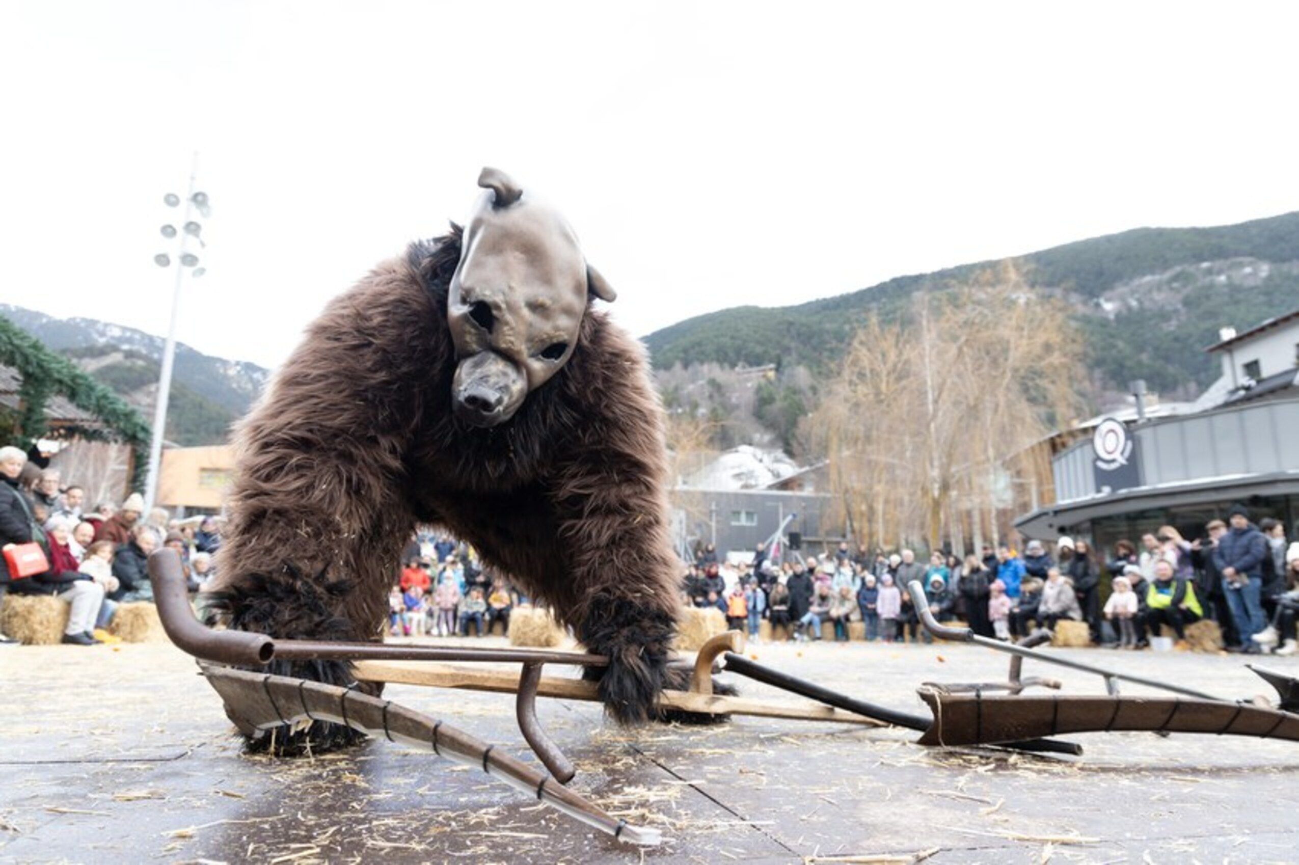 L'óssa d'Ordino en plena actuació.