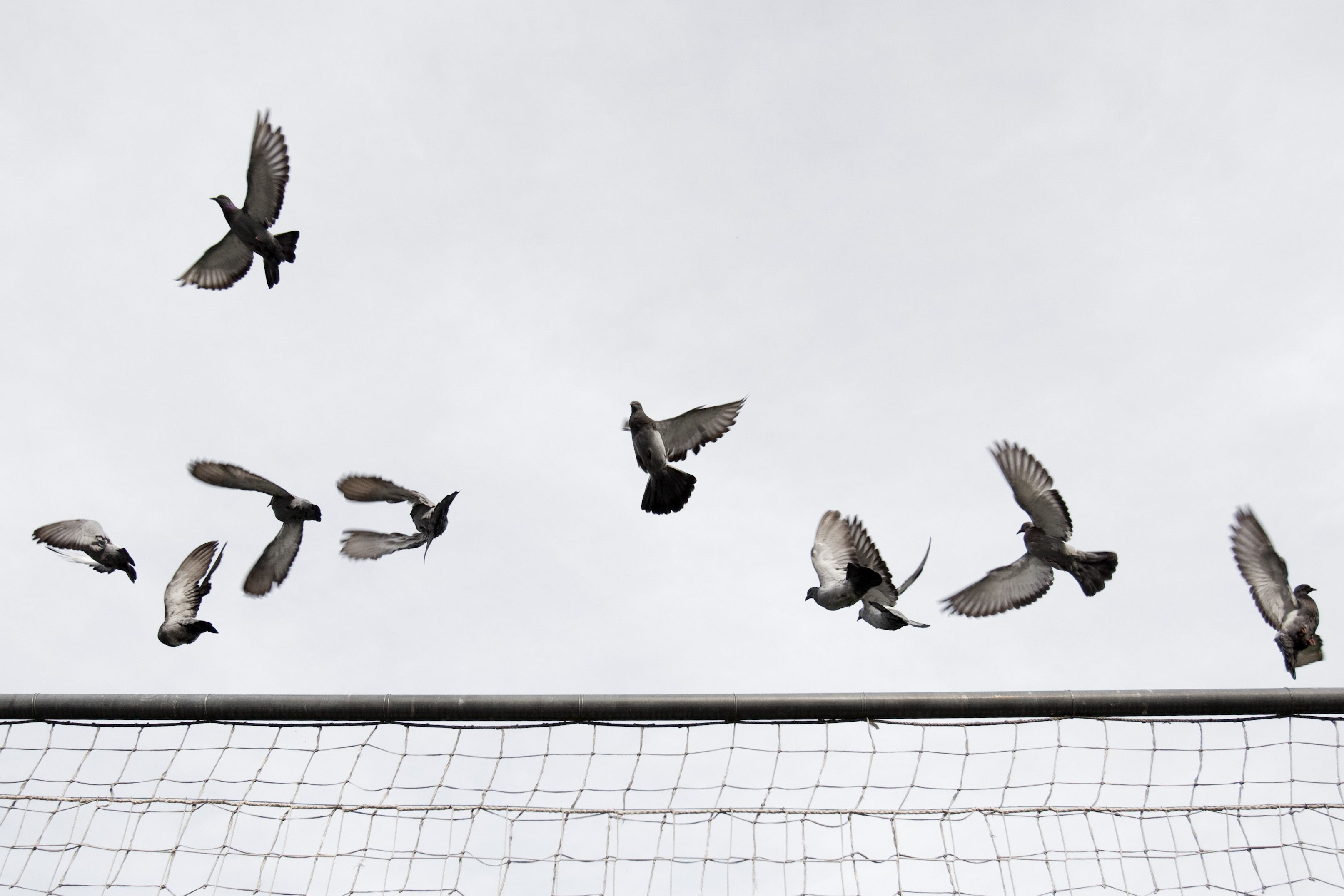 La iniciativa es posa en marxa després de constatar una sobrepoblació de coloms.