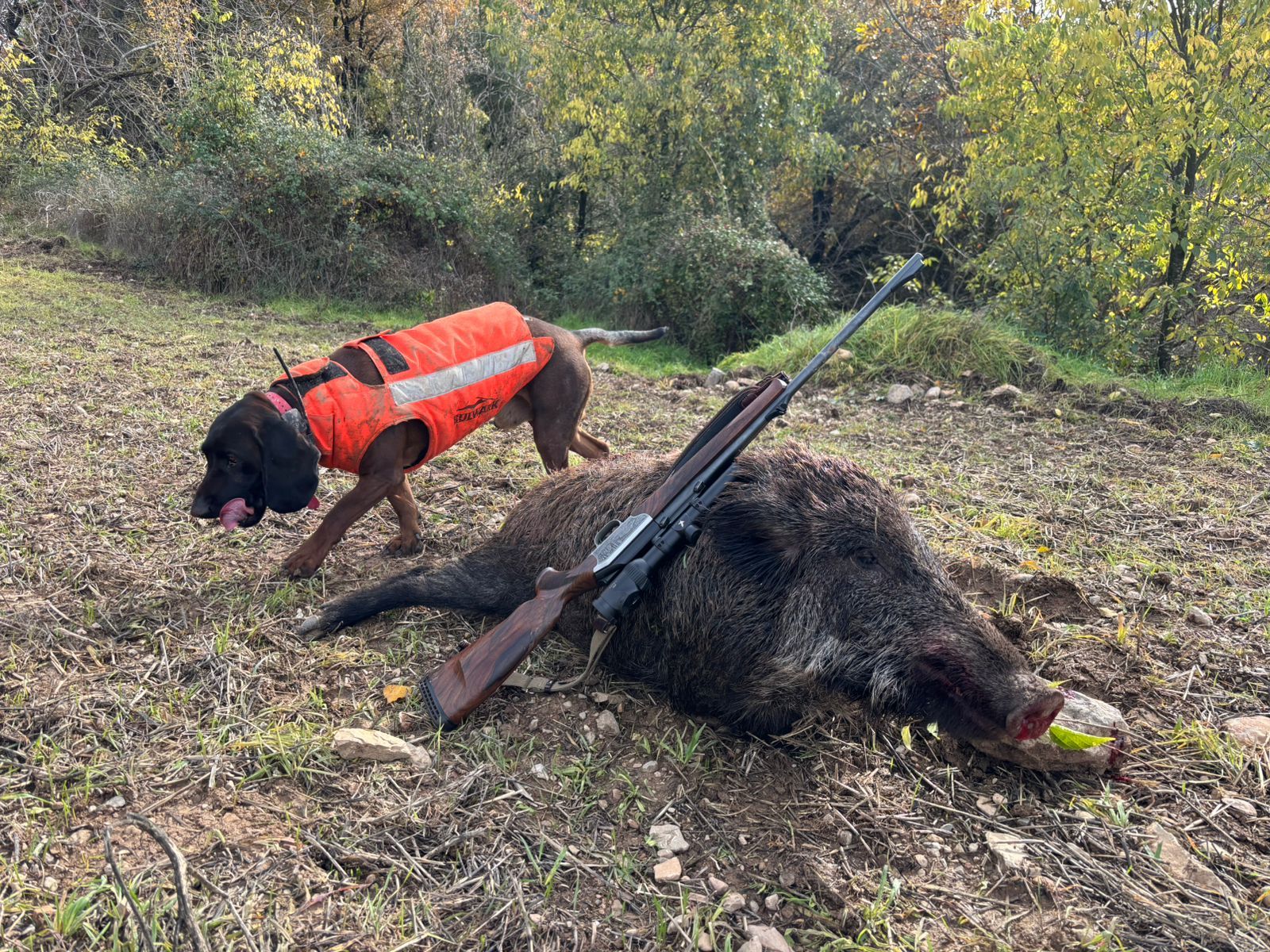 Un porc senglar abatut per un caçador.