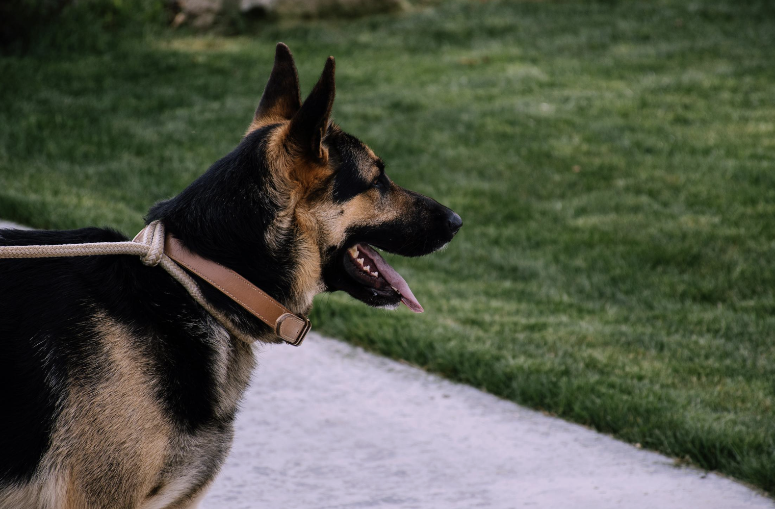 Un pastor alemany lligat amb corretja.