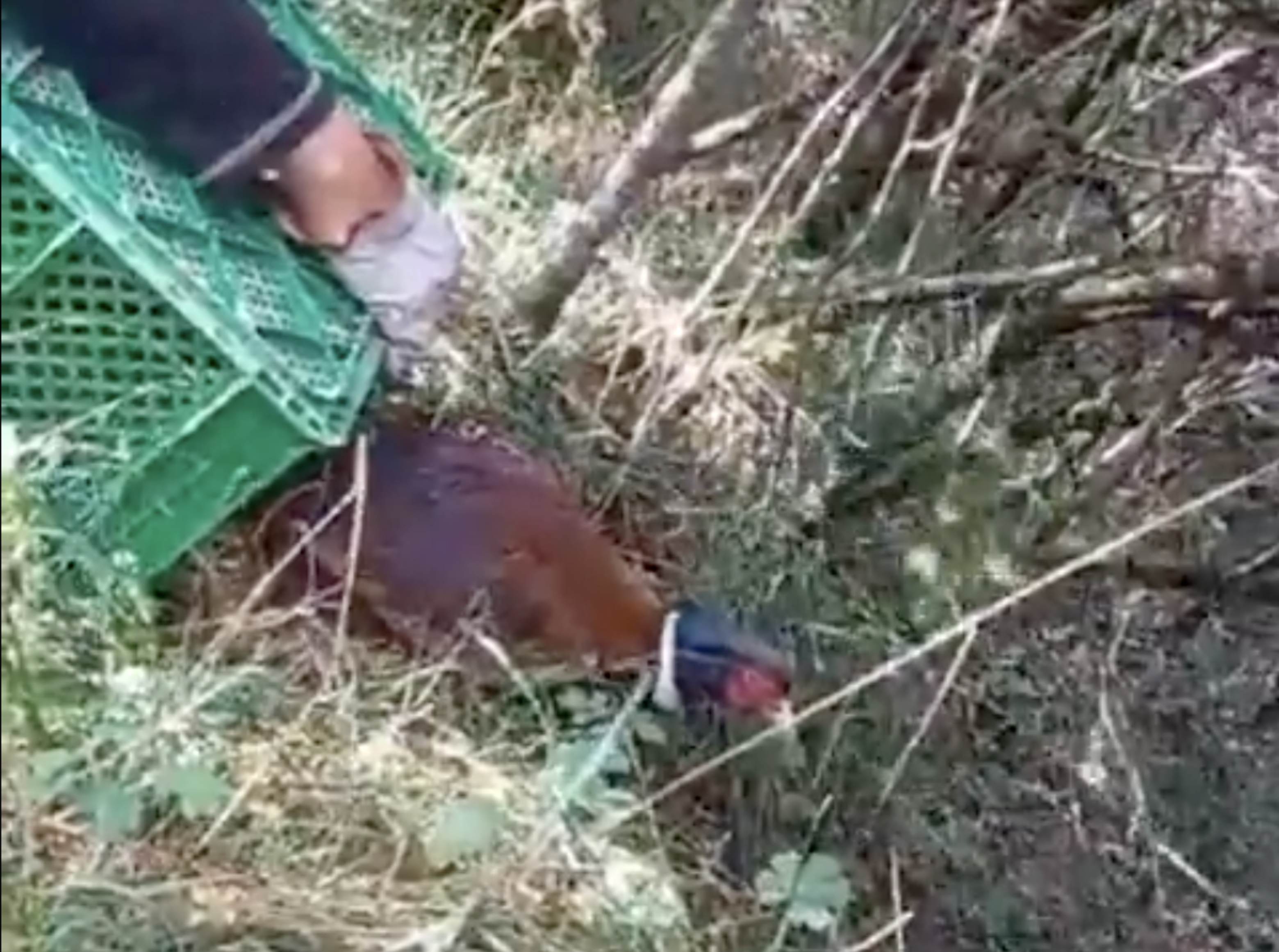 Els banders alliberant un faisà.