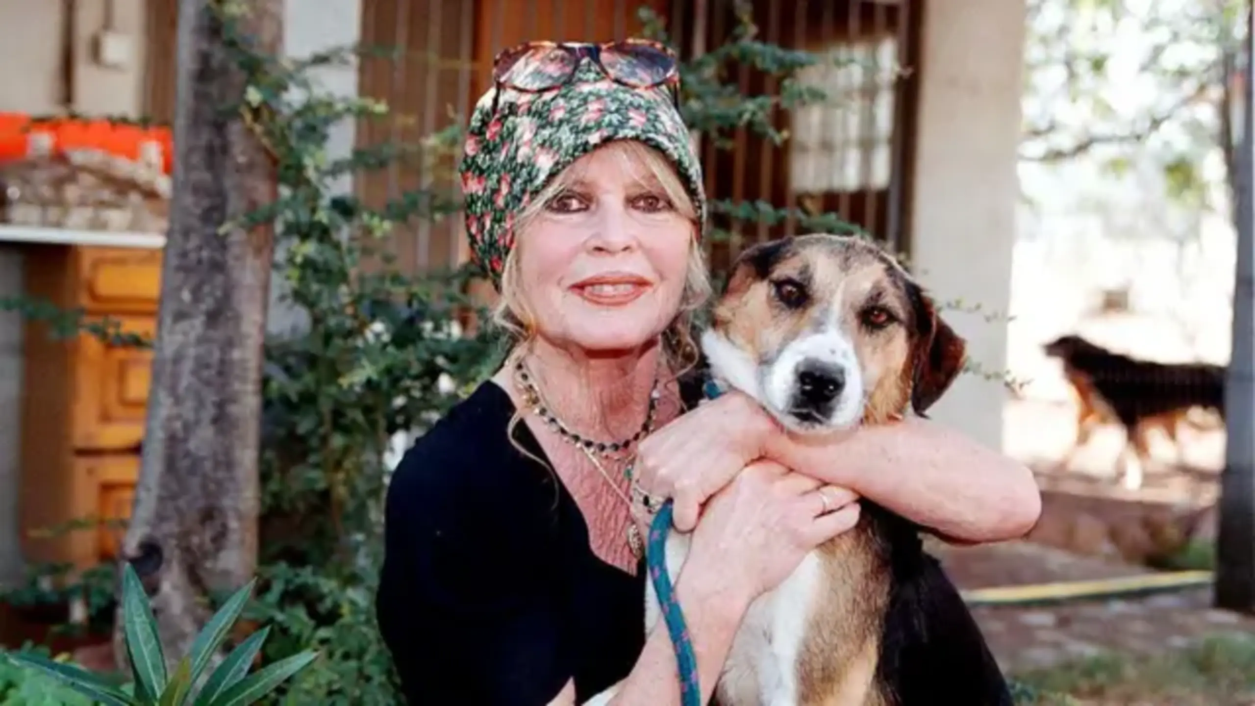 Brigitte Bardot s'ha significat durant la seva segona mitja vida com a defensora dels animals.