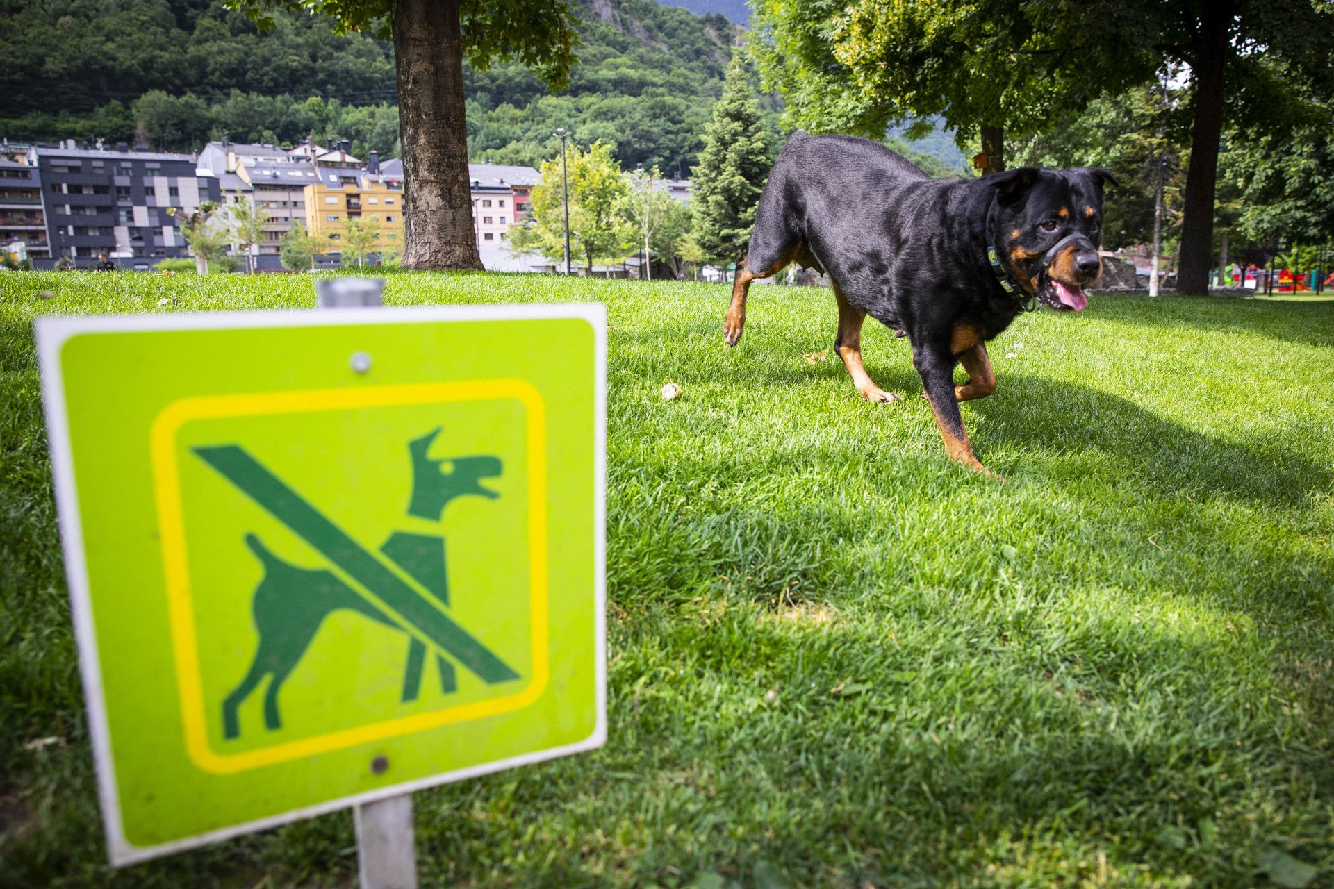 Un gos en una zona enjardinada on no podria estar. // Comú d'Andorra la Vella / Tony Lara