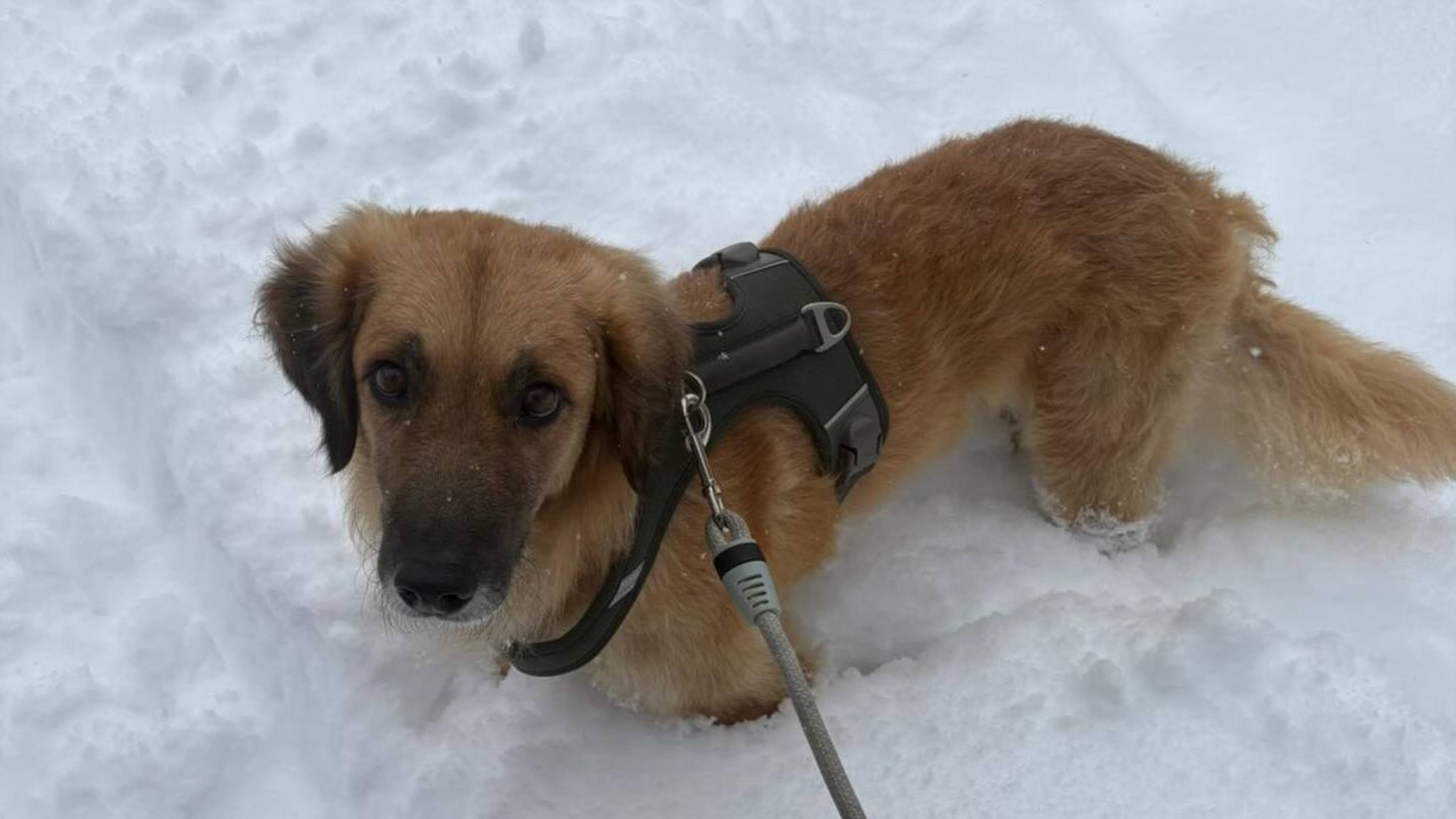 En Xiri enmig de la neu. En Xiri enmig de la neu.