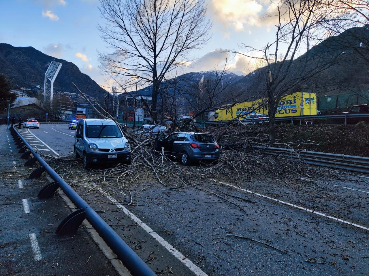 L'arbre caigut a l'avinguda de Salou.