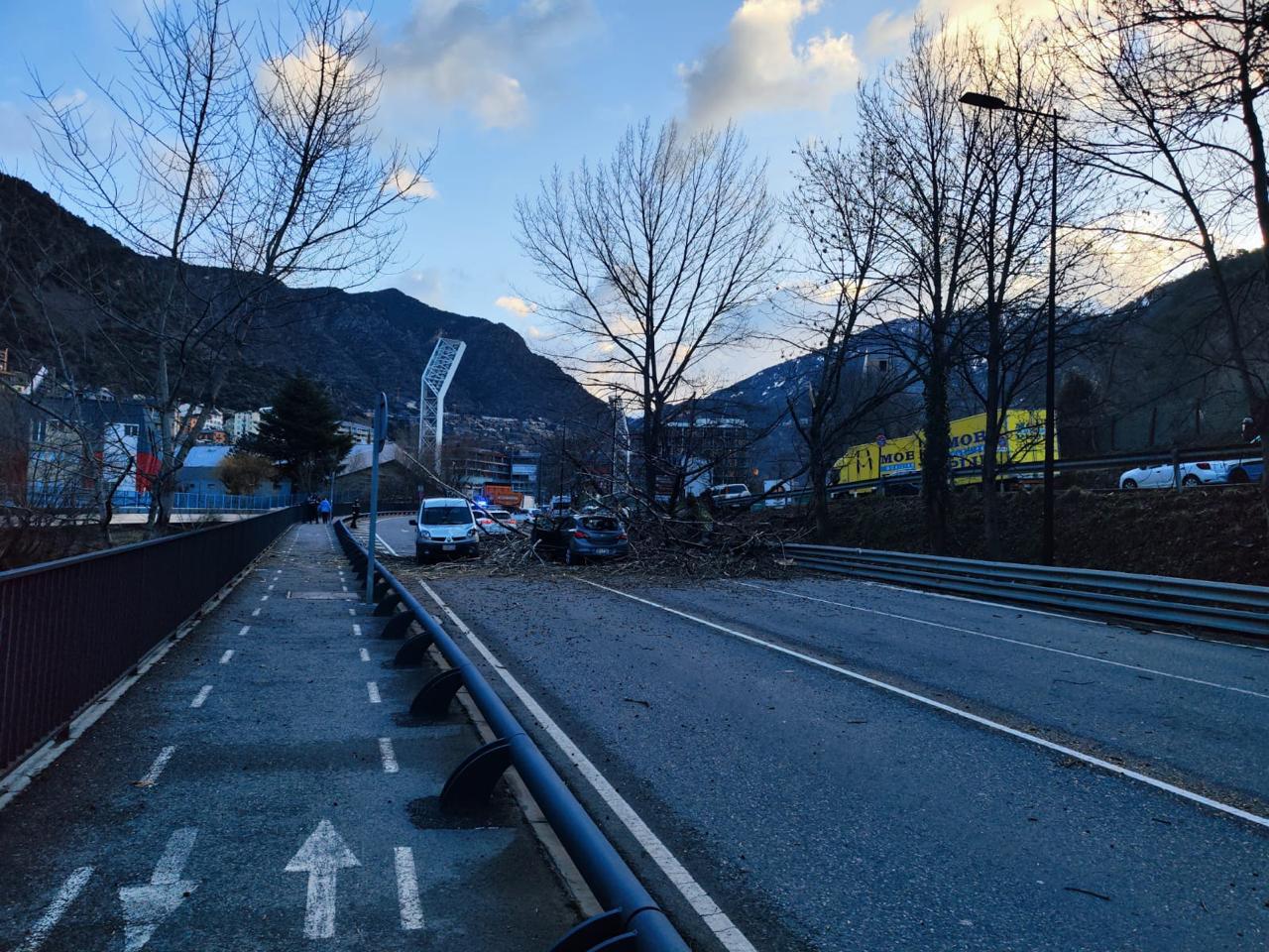 L'arbre caigut a l'avinguda de Salou.