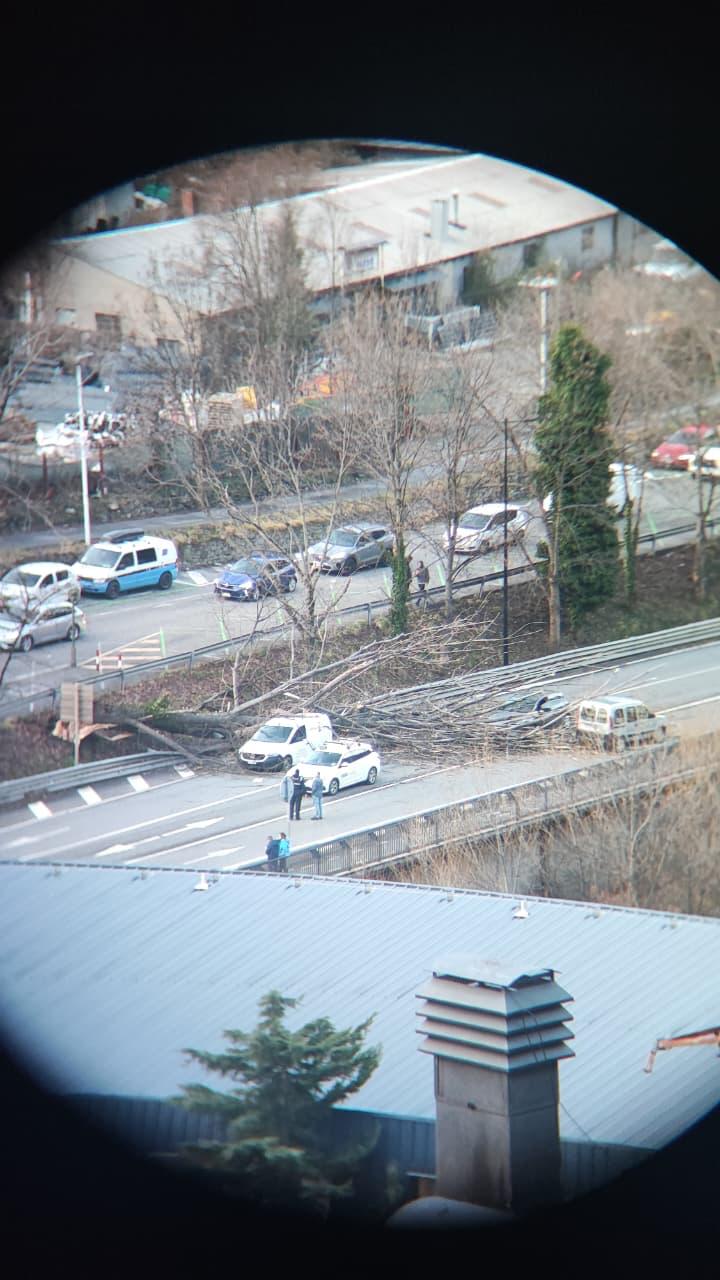 Imatges de la caiguda d'arbres a l'avinguda de Salou.