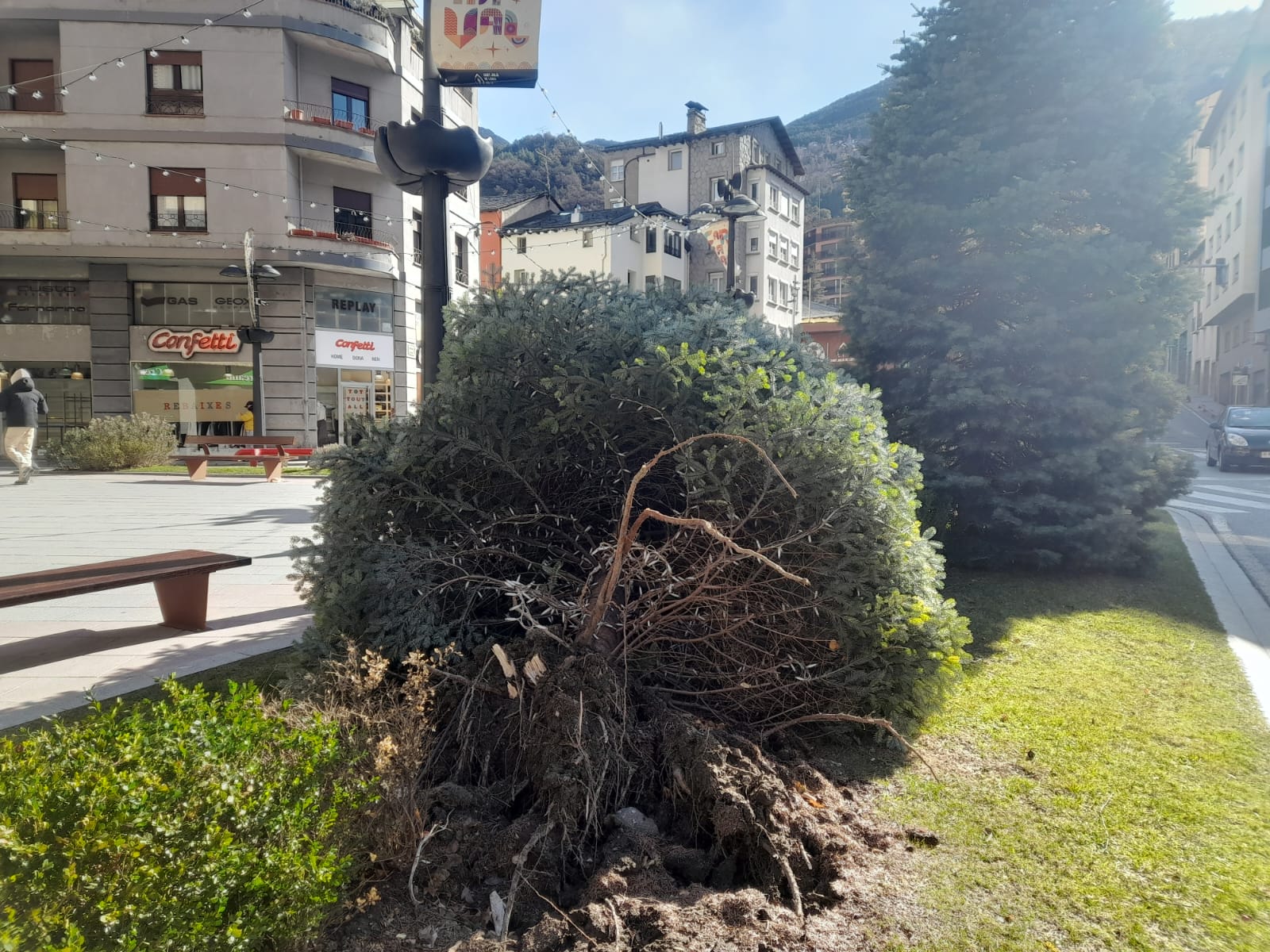 Un arbust caigut a la plaça Laurèdia.