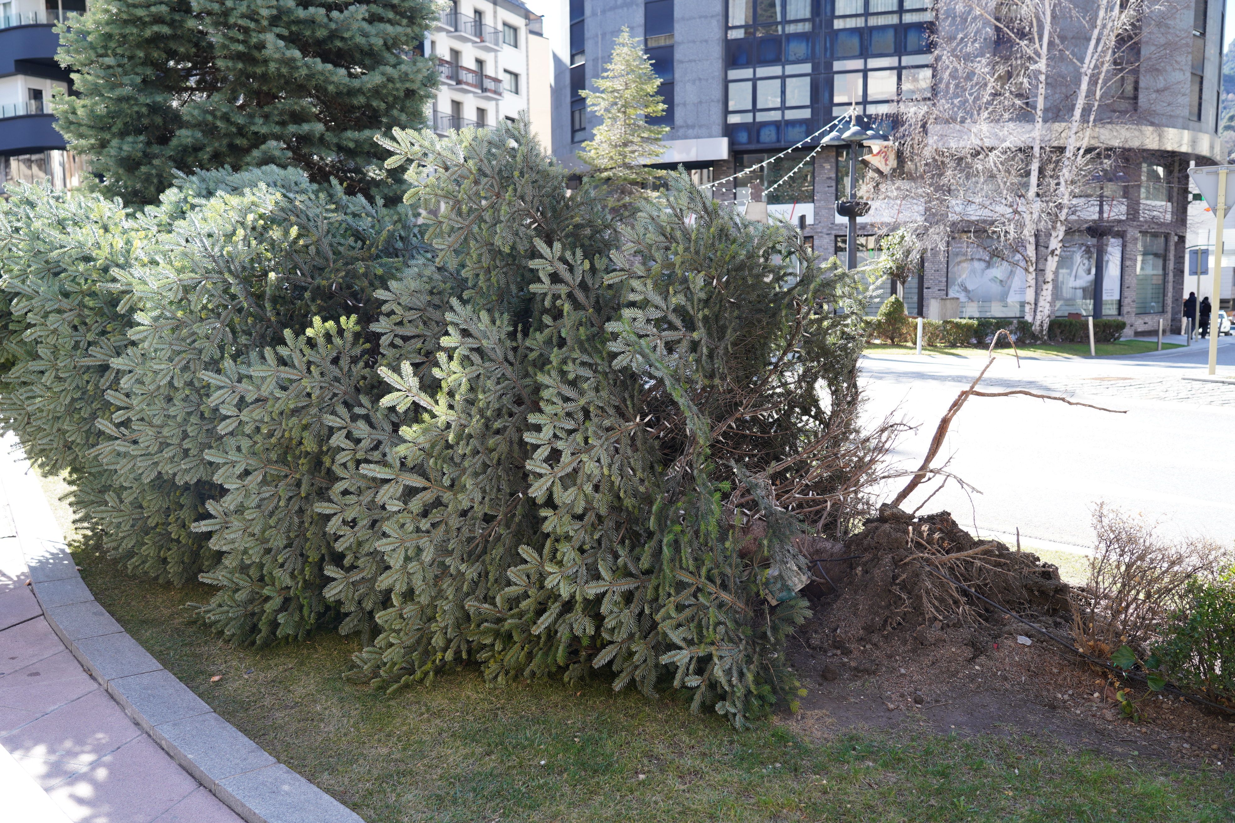 L’arbust que ha quedat arrencat de la superfície.