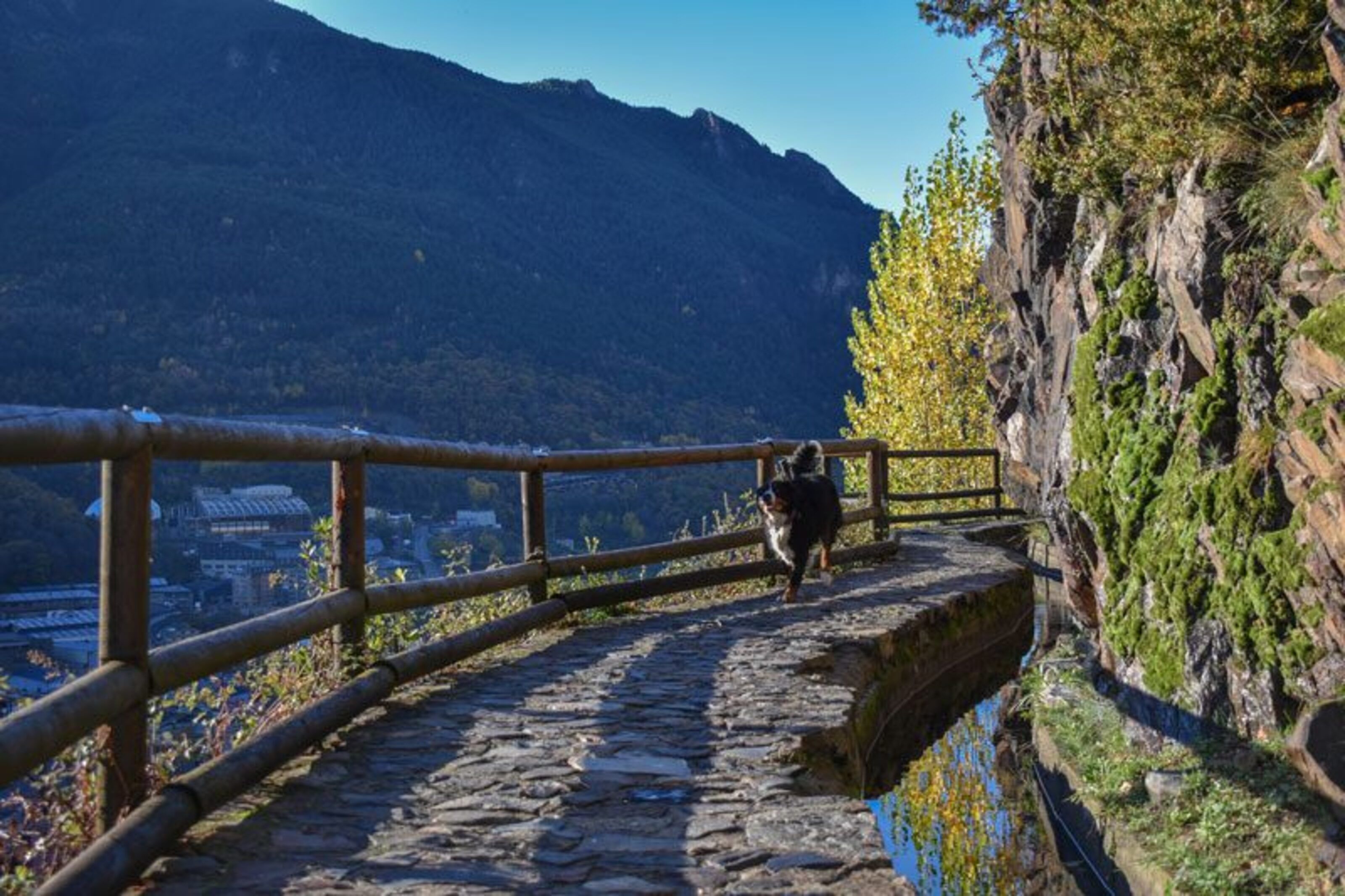 Un gos al camí del rec del Solà.