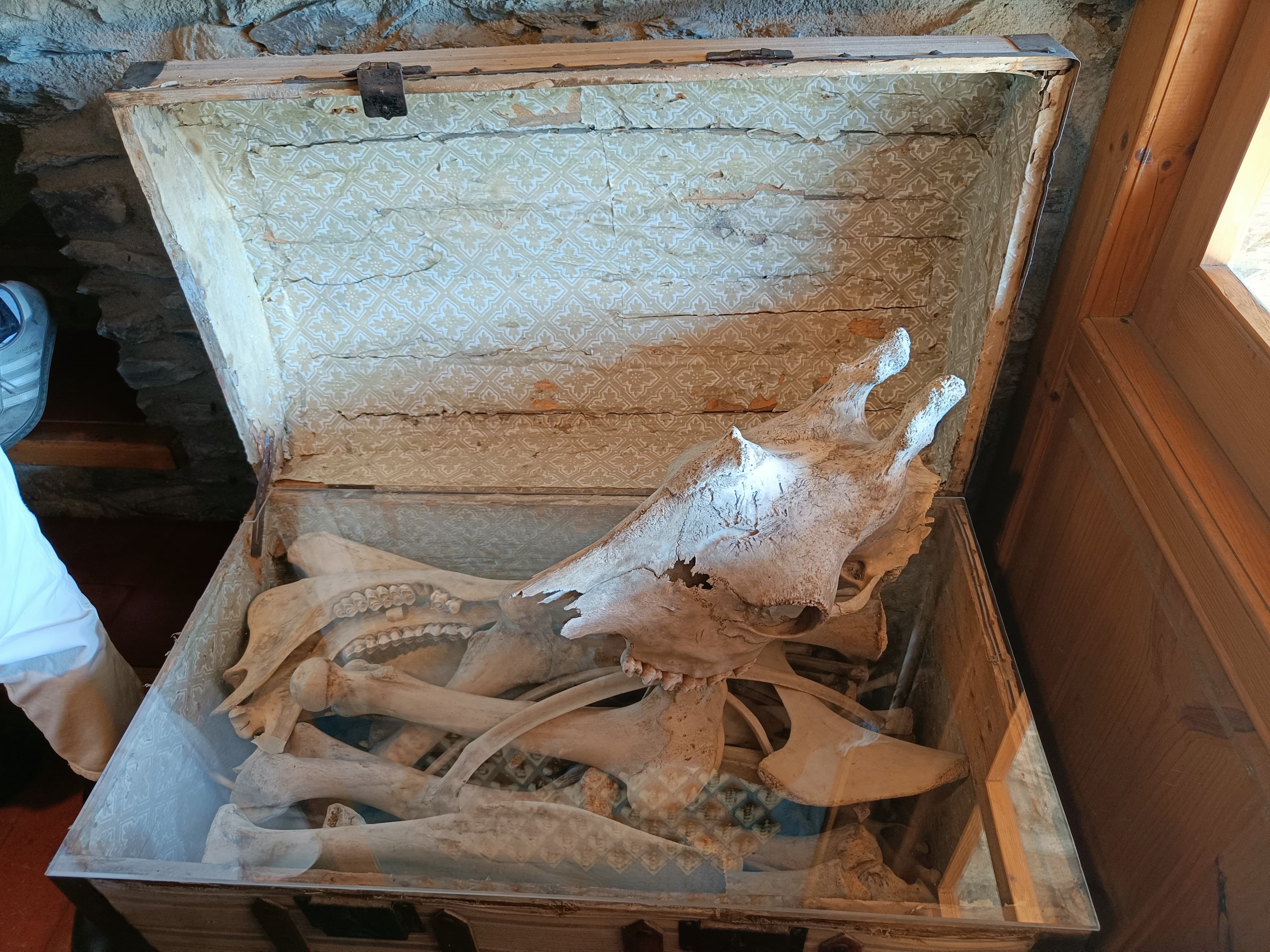 L'esquelet complet d'una girafa. // M. P.