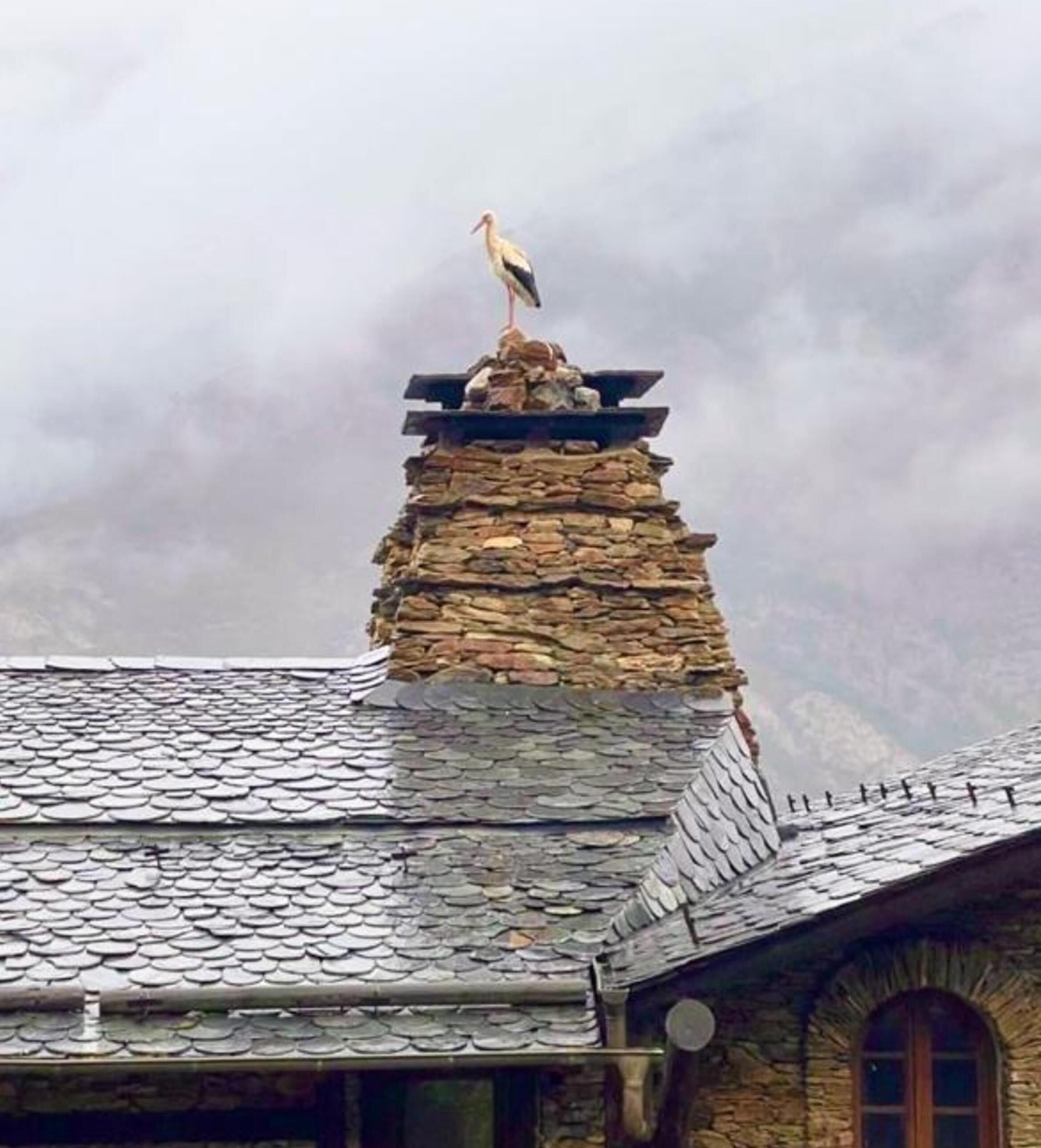 Una de les cigonyes fent posada en una de les xemeneies d'Auvinyà.