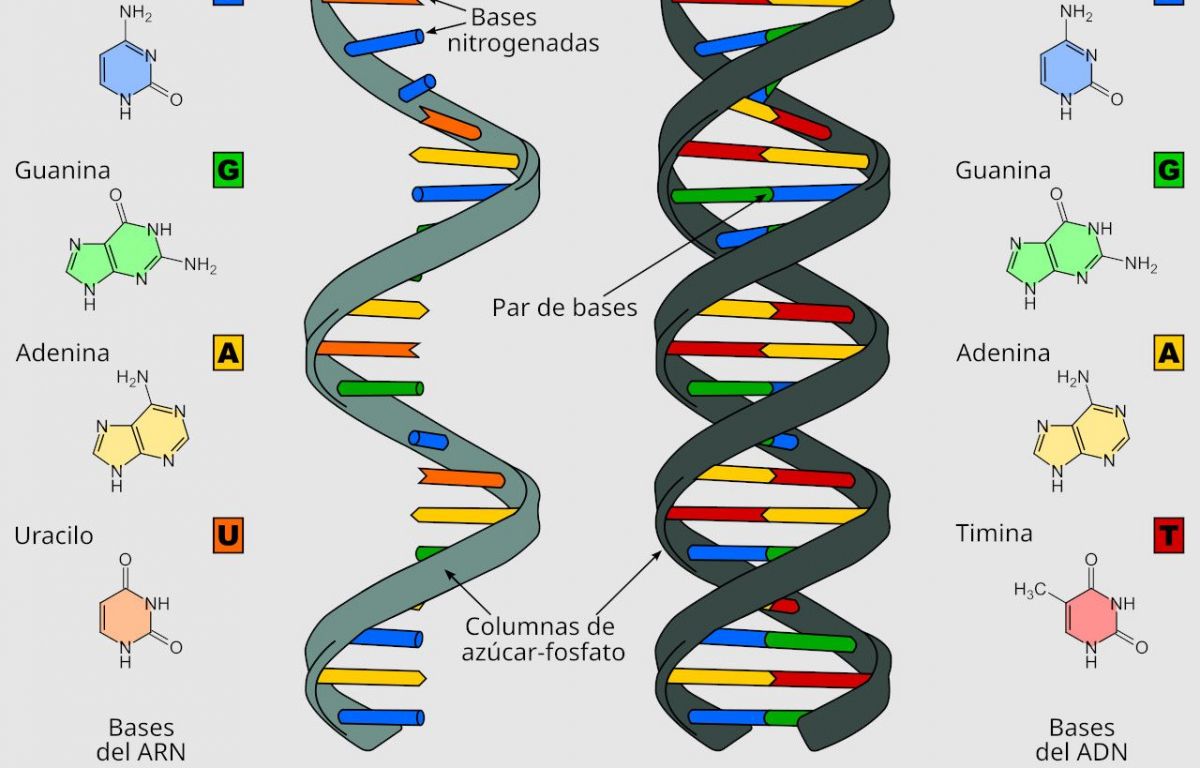 L'ARN i l'ADN amb els seus components primordials
