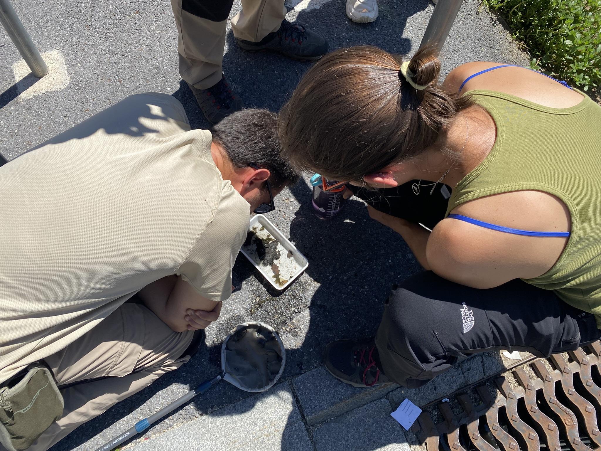 Treball de camp per detectar mosquit tigre. Treball de camp per detectar mosquit tigre.