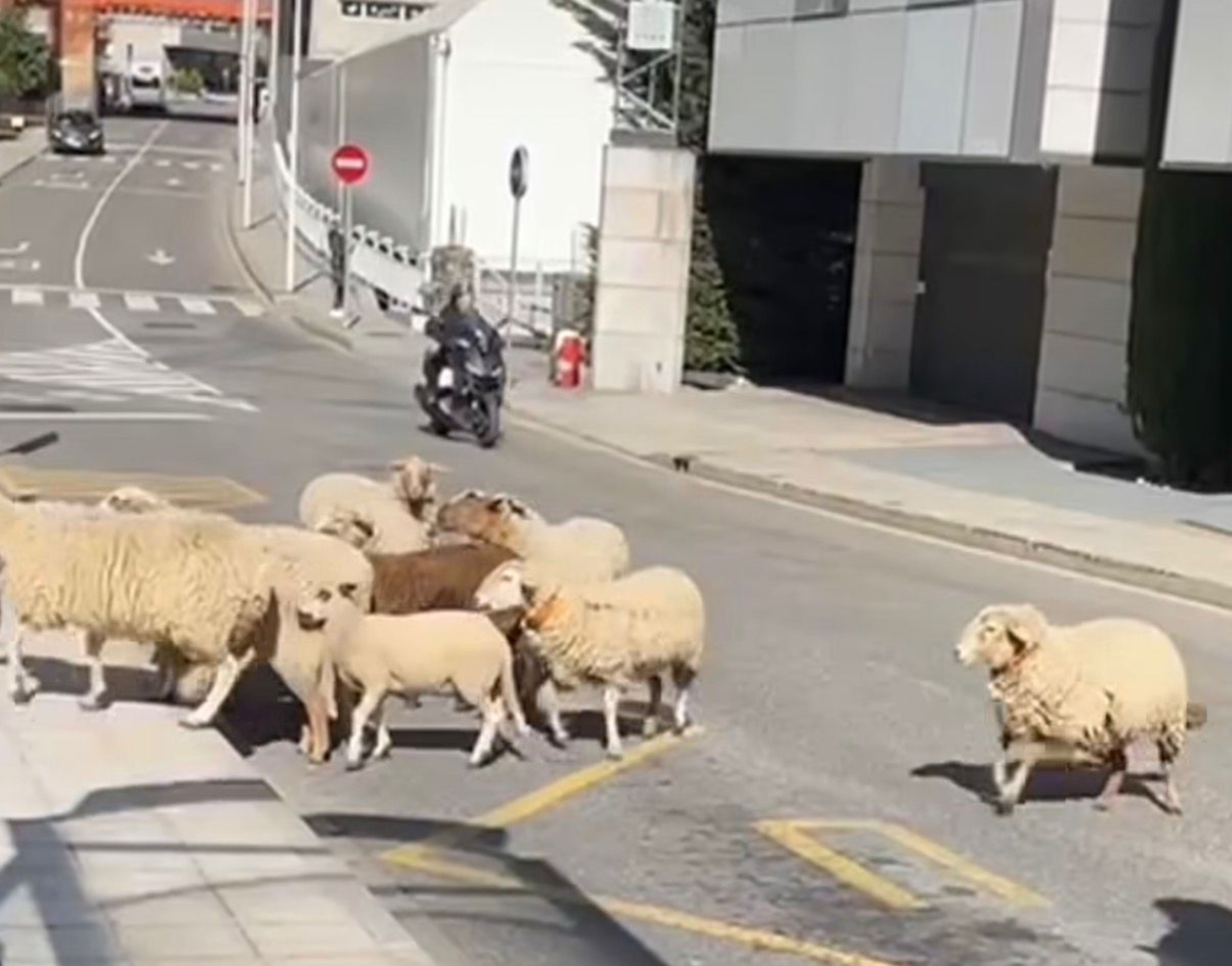 Les ovelles en les immediacions del Parc de la Mola.