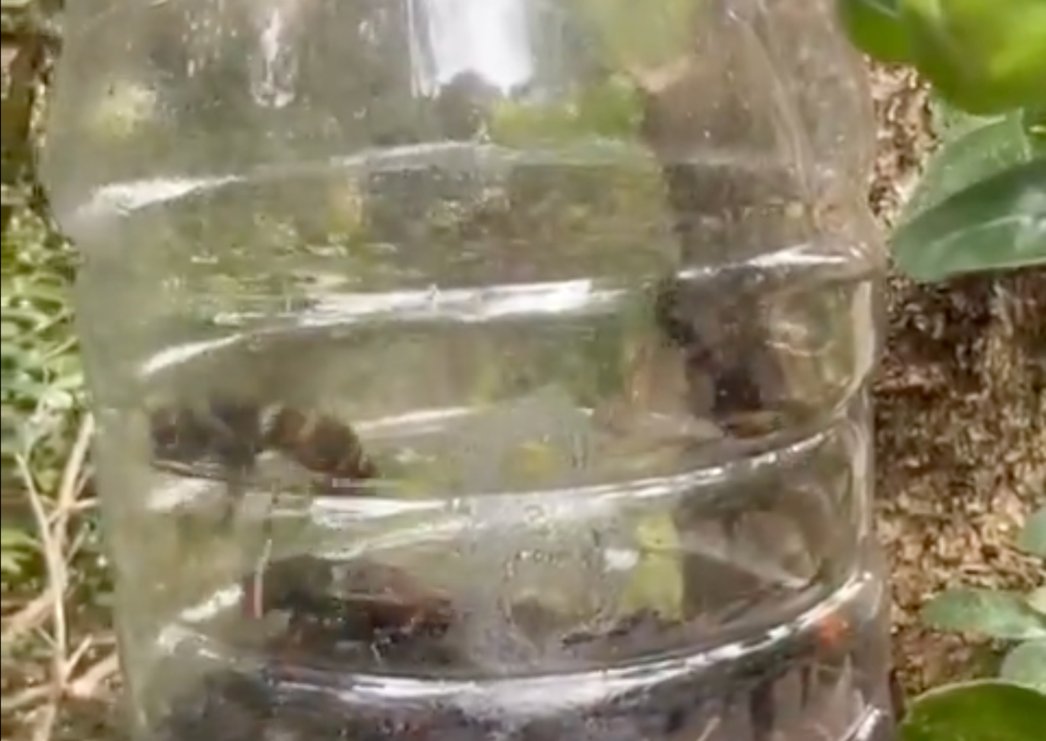 Les vespes reines capturades.