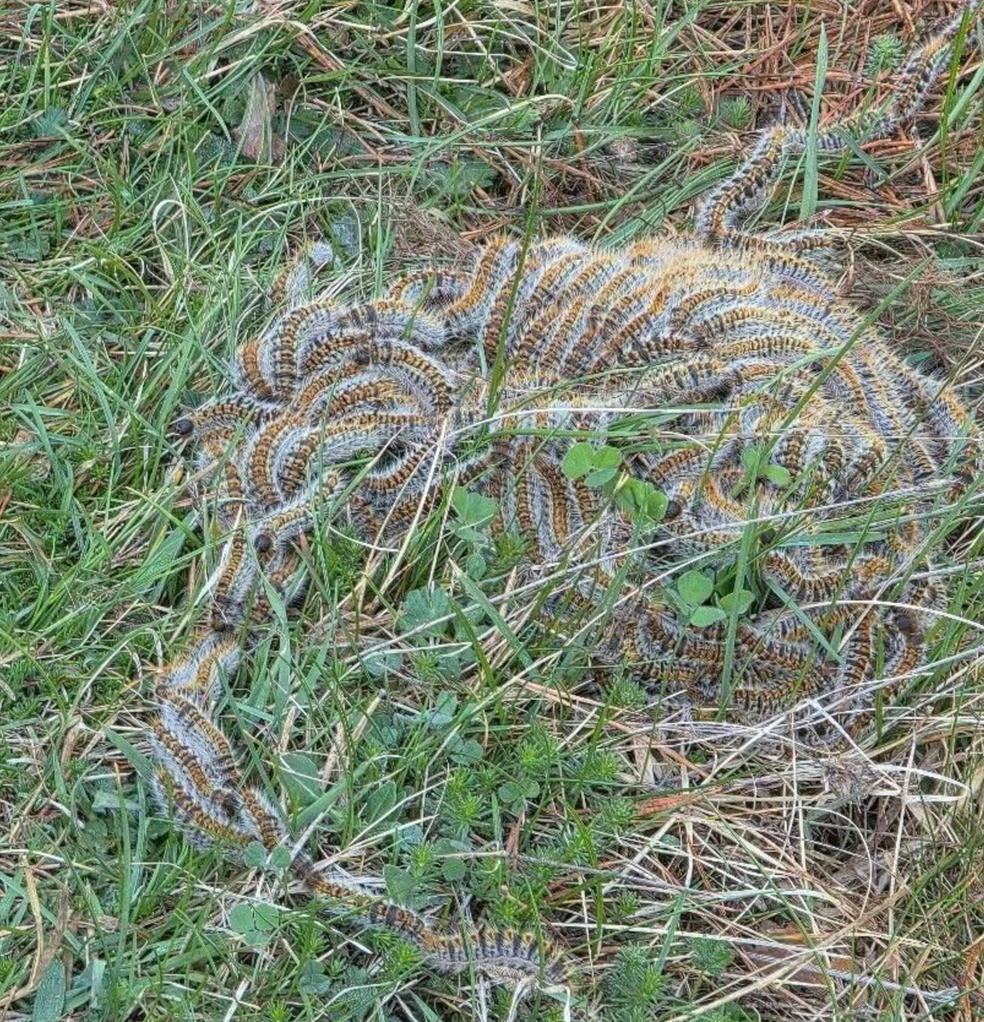 Una eruga de la processionària vista aquest diumenge a Sant Julià.