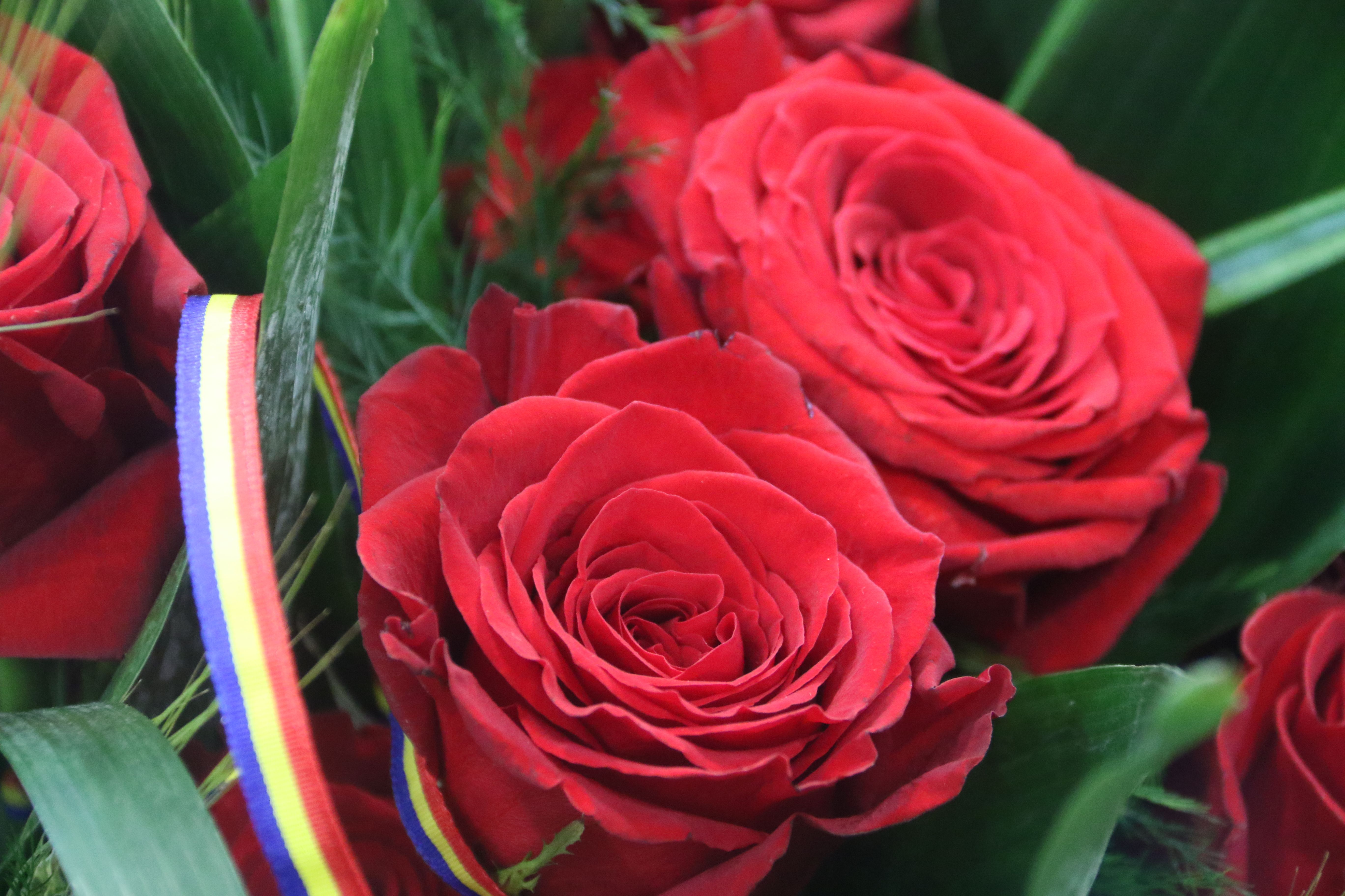 Roses en una floristeria.