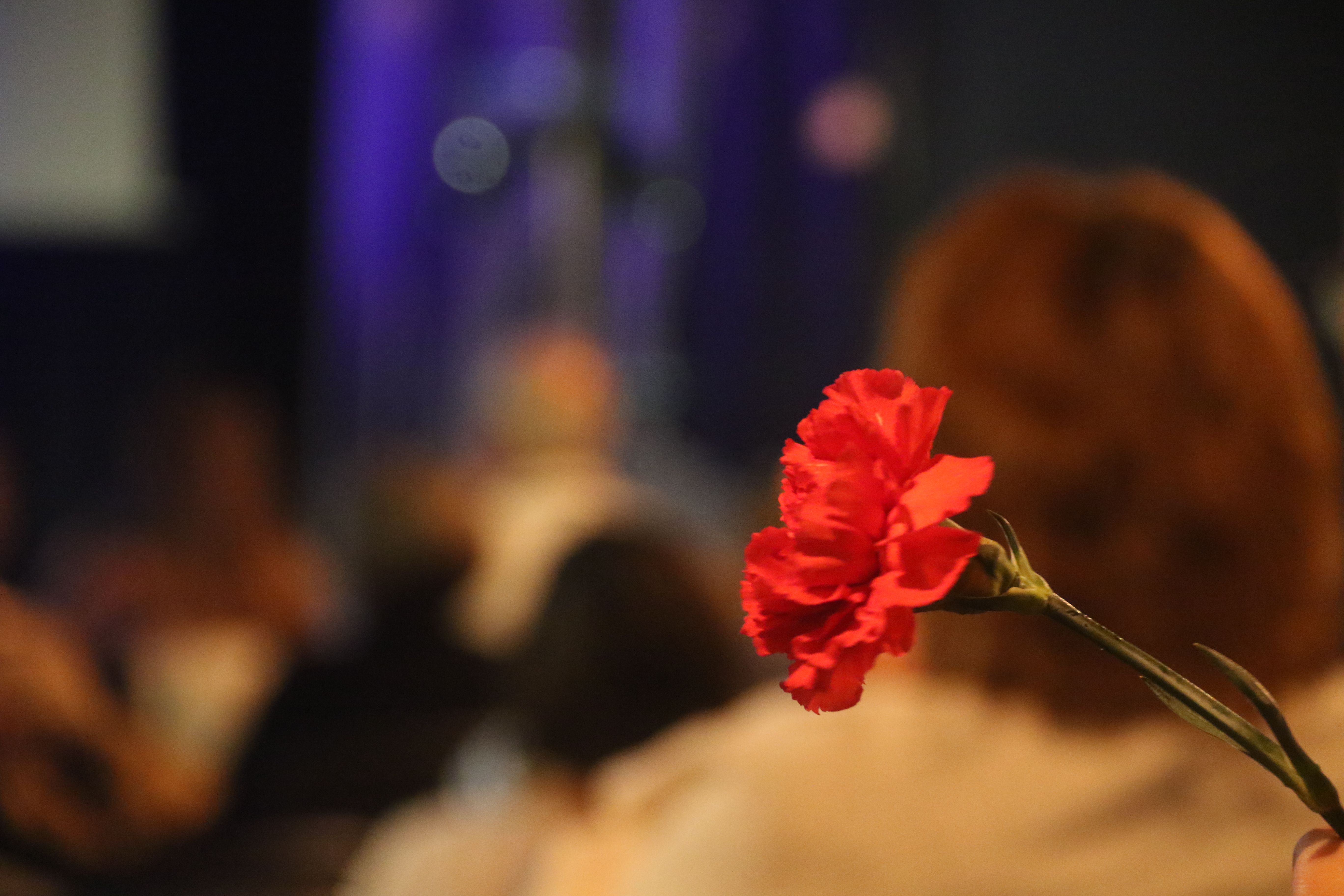 Un clavell a la sala d'actes de la Llacuna.