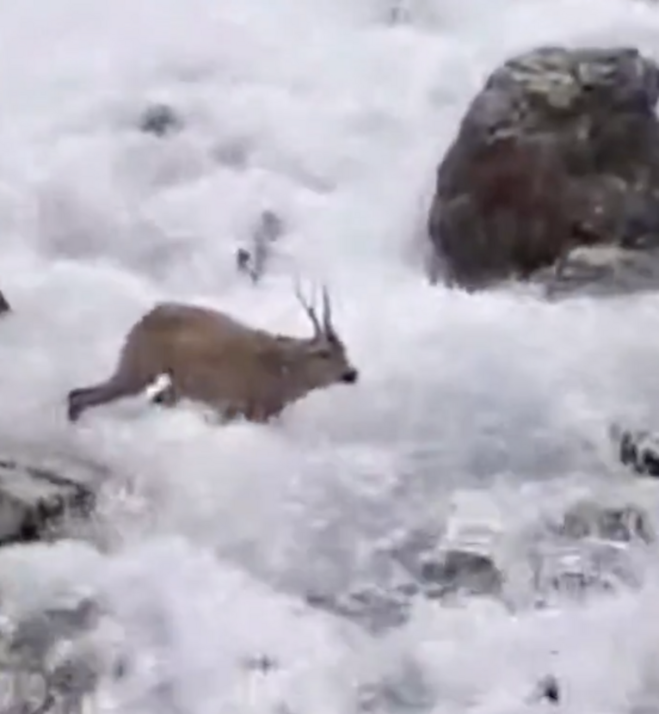 El cabirol enmig de l'aigua.