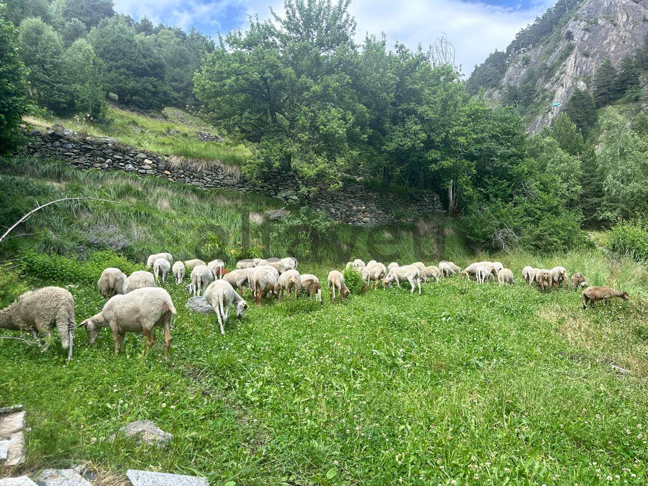 Una imatge del ramat.