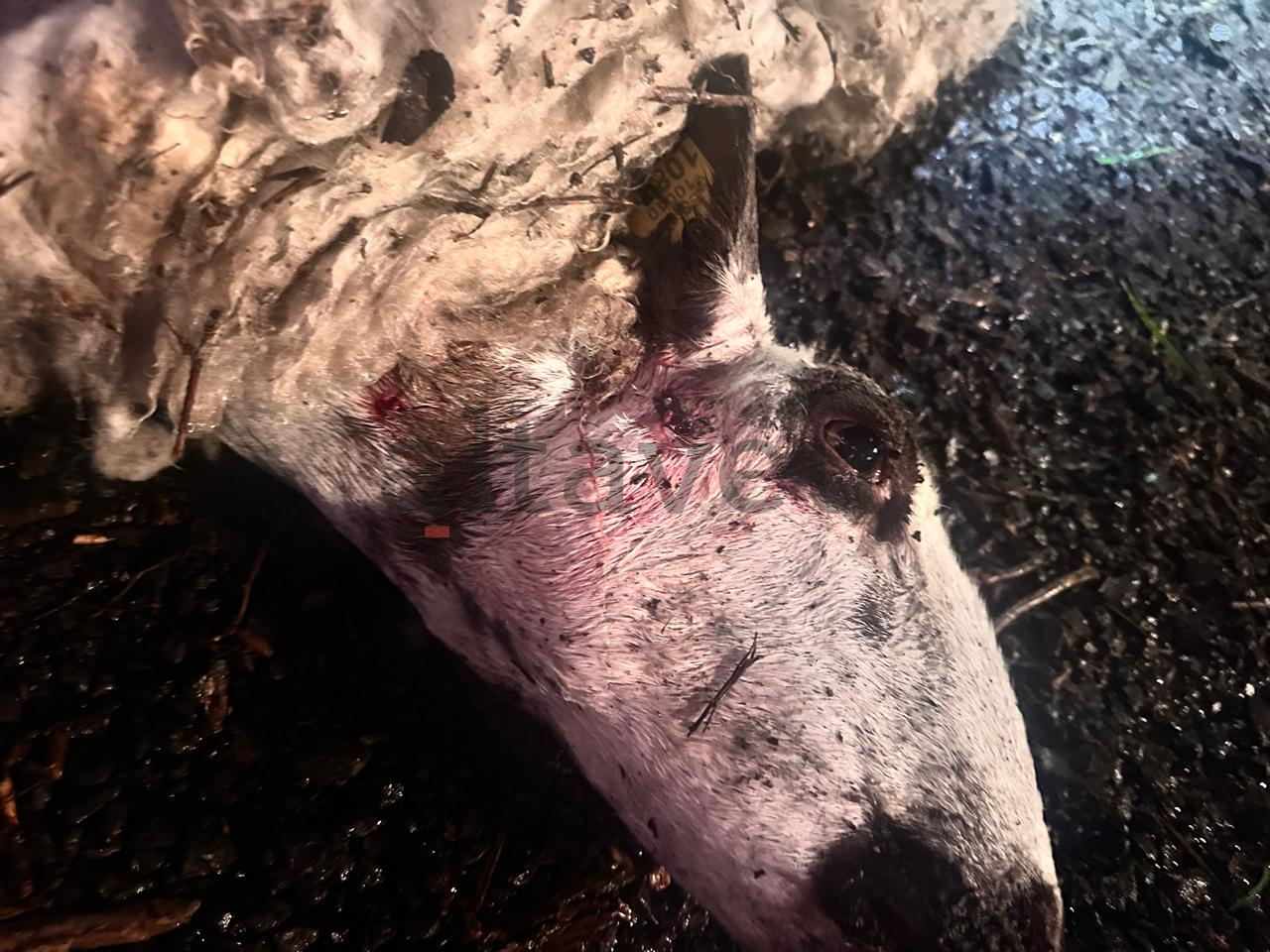 Una imatge de l'ovella.