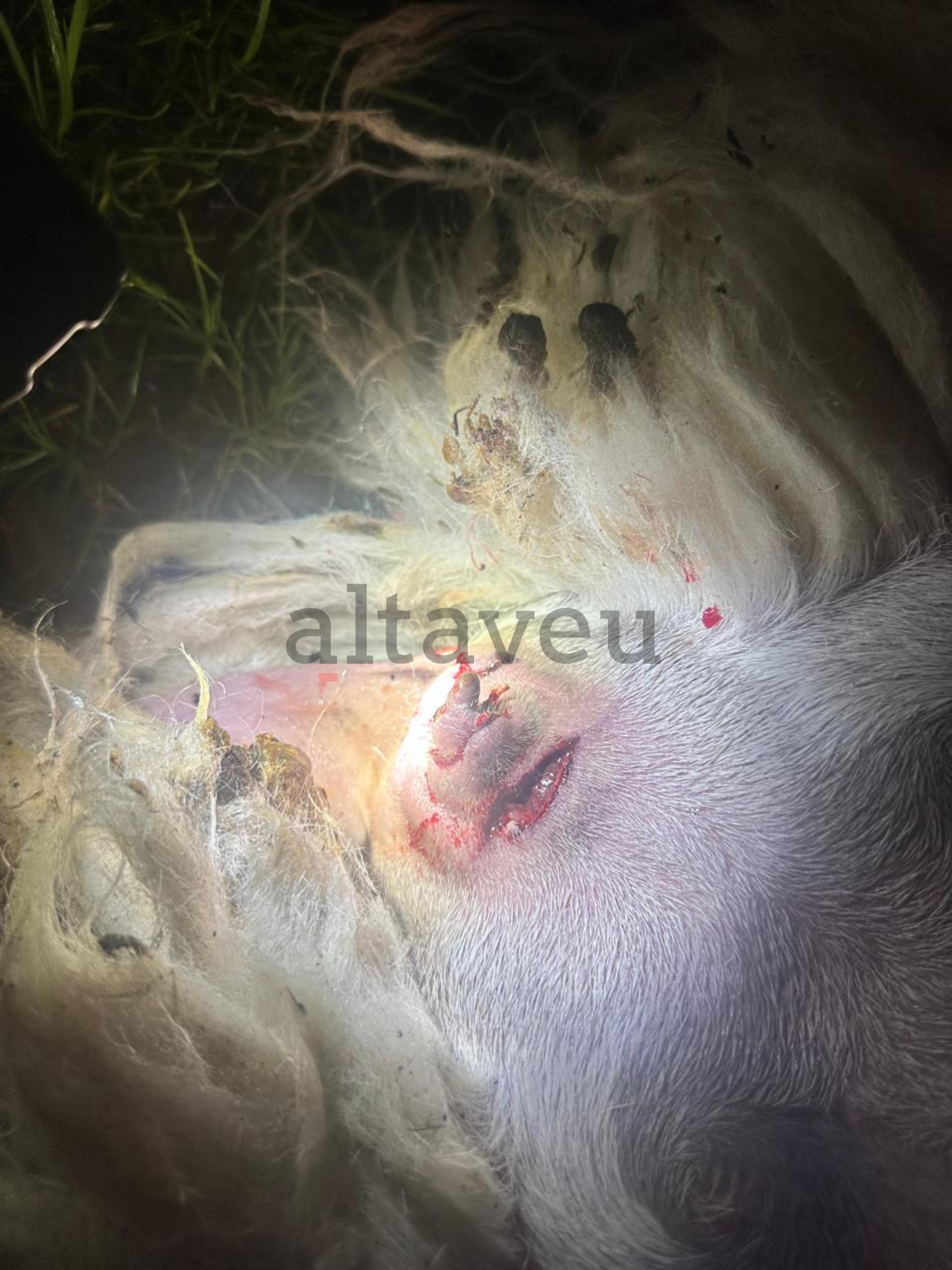 Una de les queixalades.