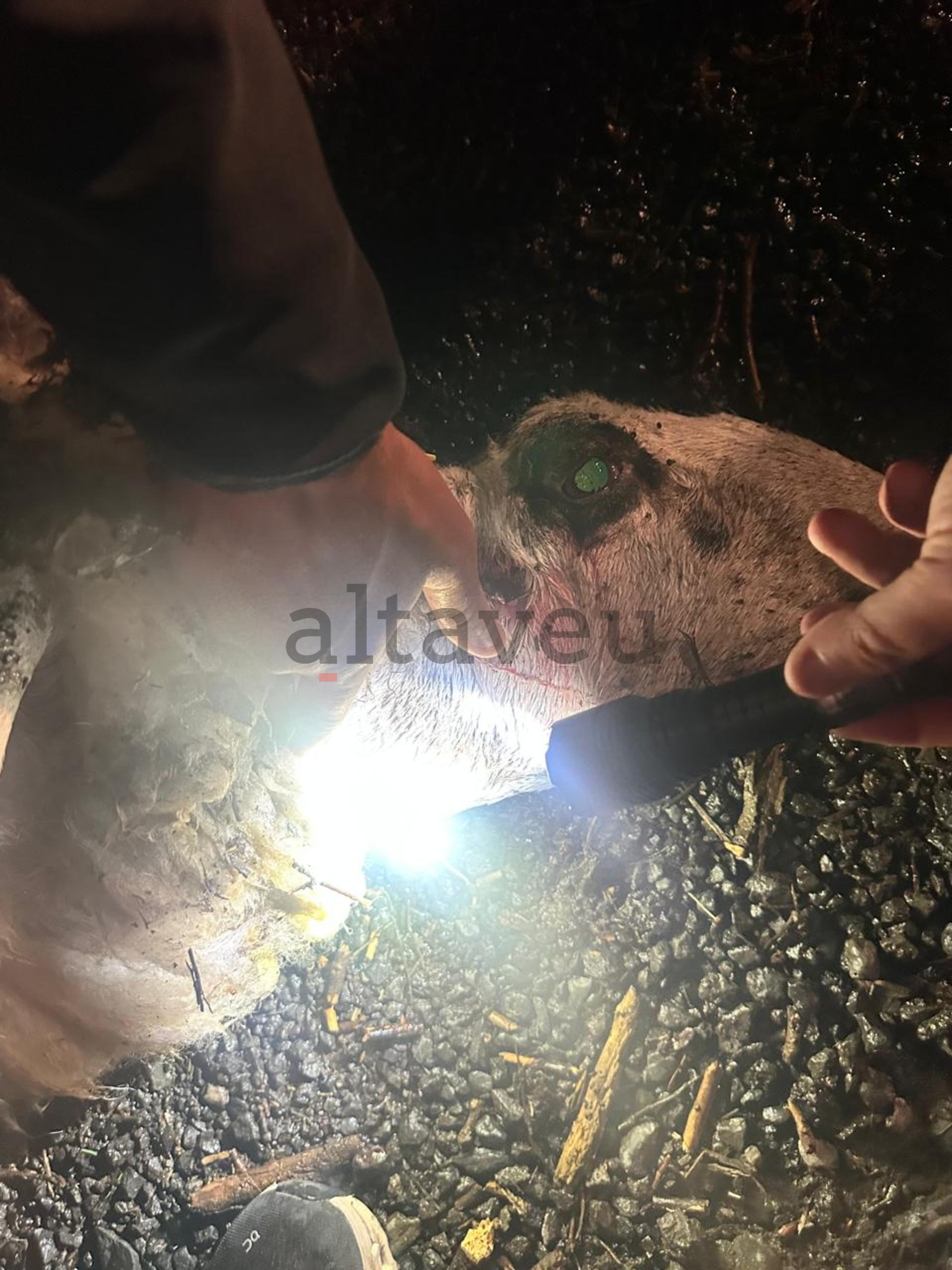 Experts mirant l'ovella morta.