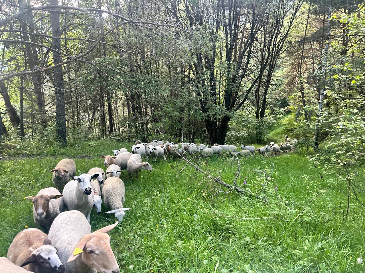 El ramat que va ser atacat aquest diumenge.