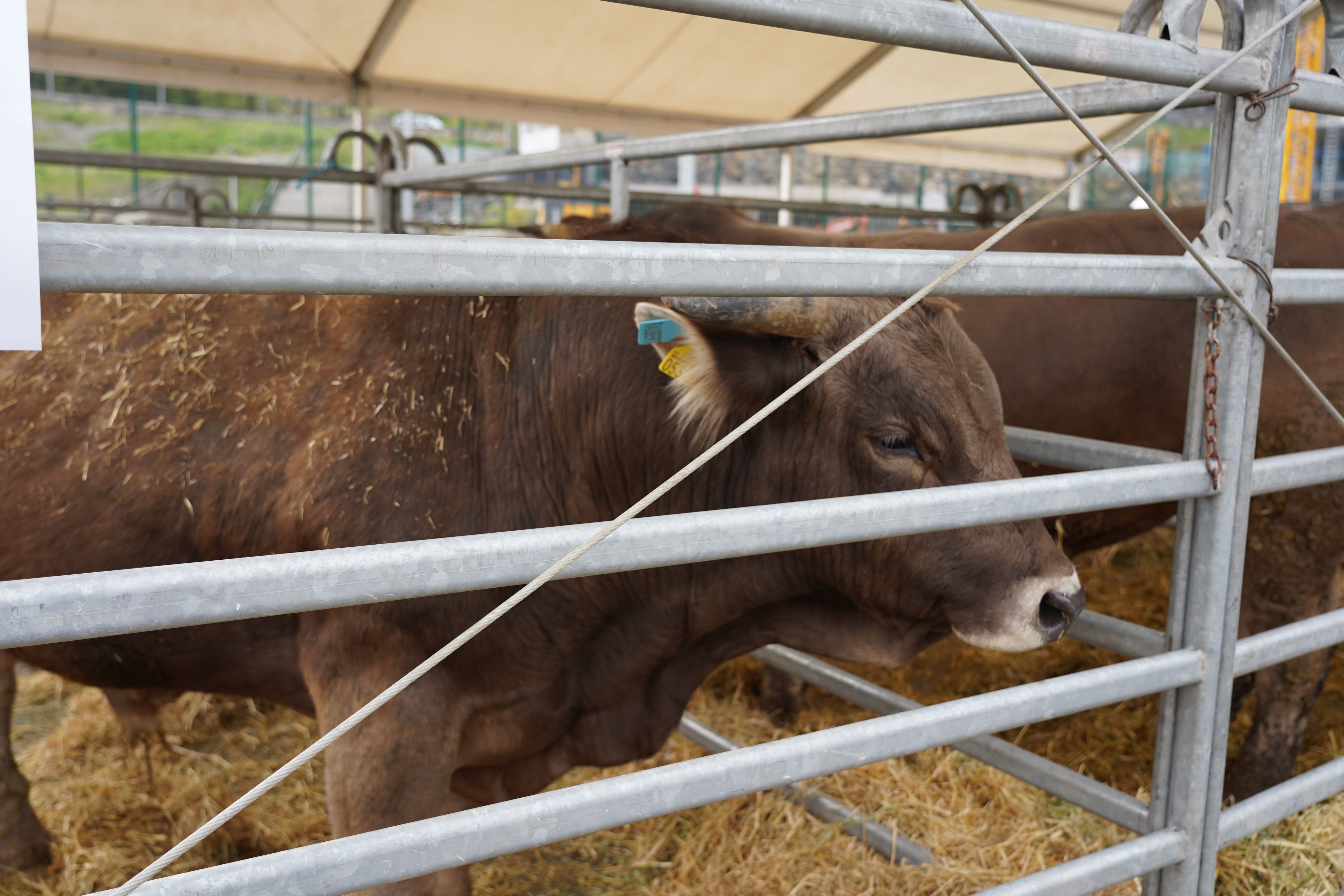 Animals a la Fira del Bestiar d'Ordino.