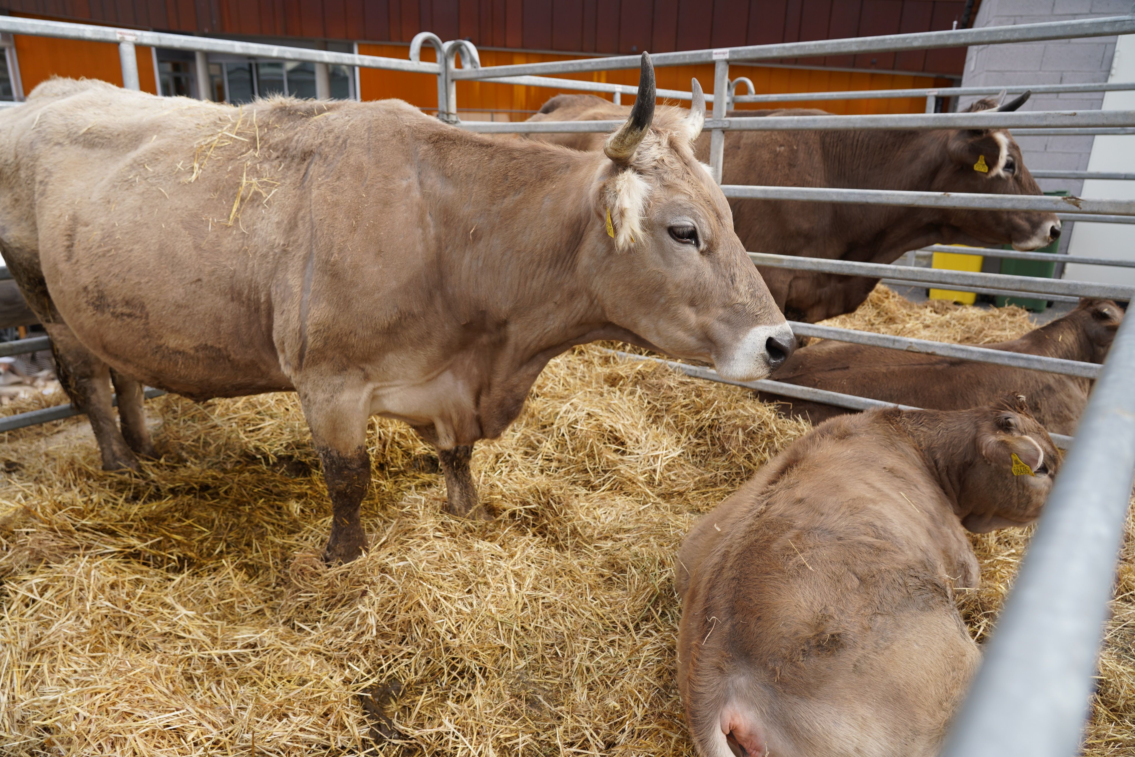 Animals a la Fira del Bestiar d'Ordino.