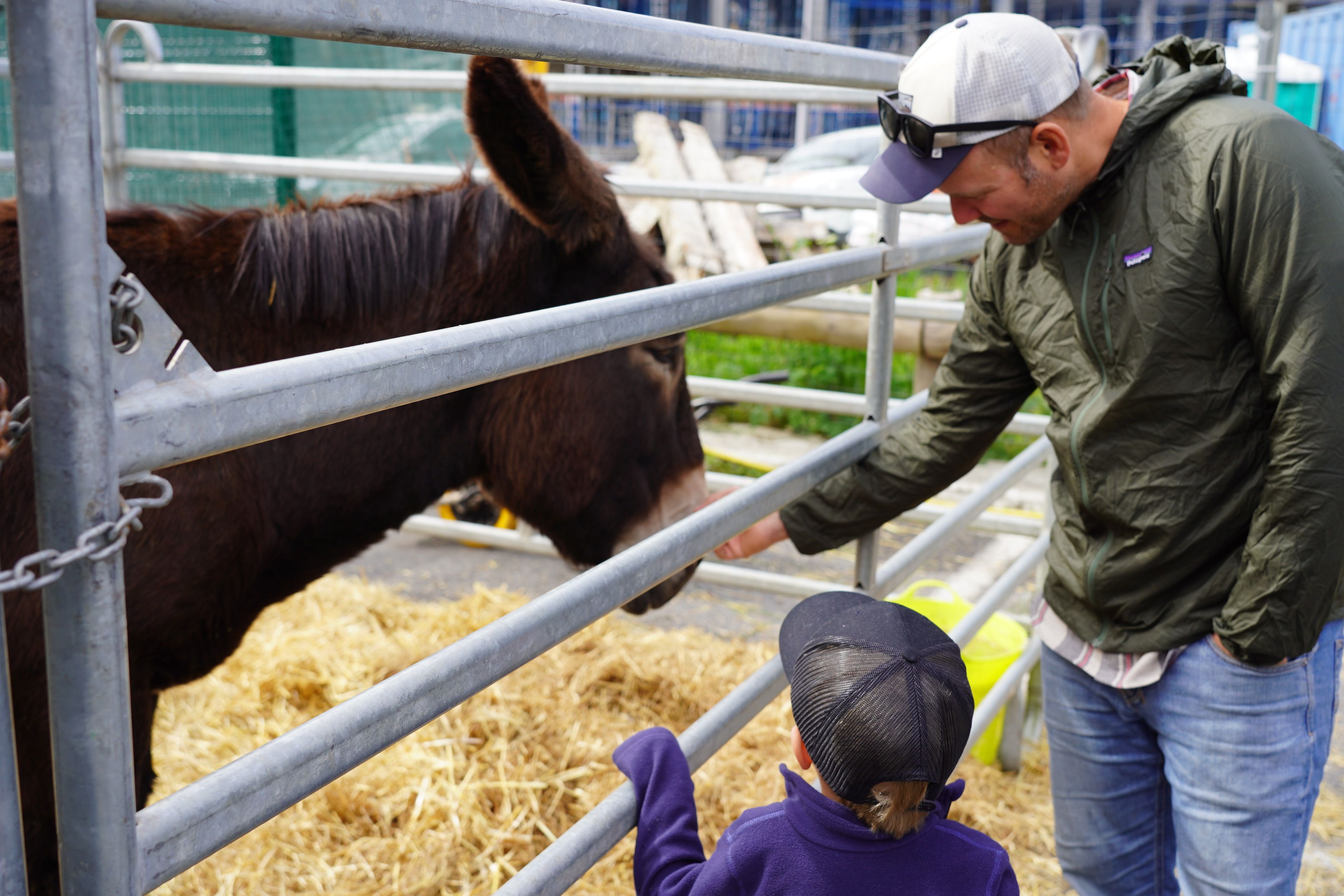 Molts visitants s'han acostat als animals