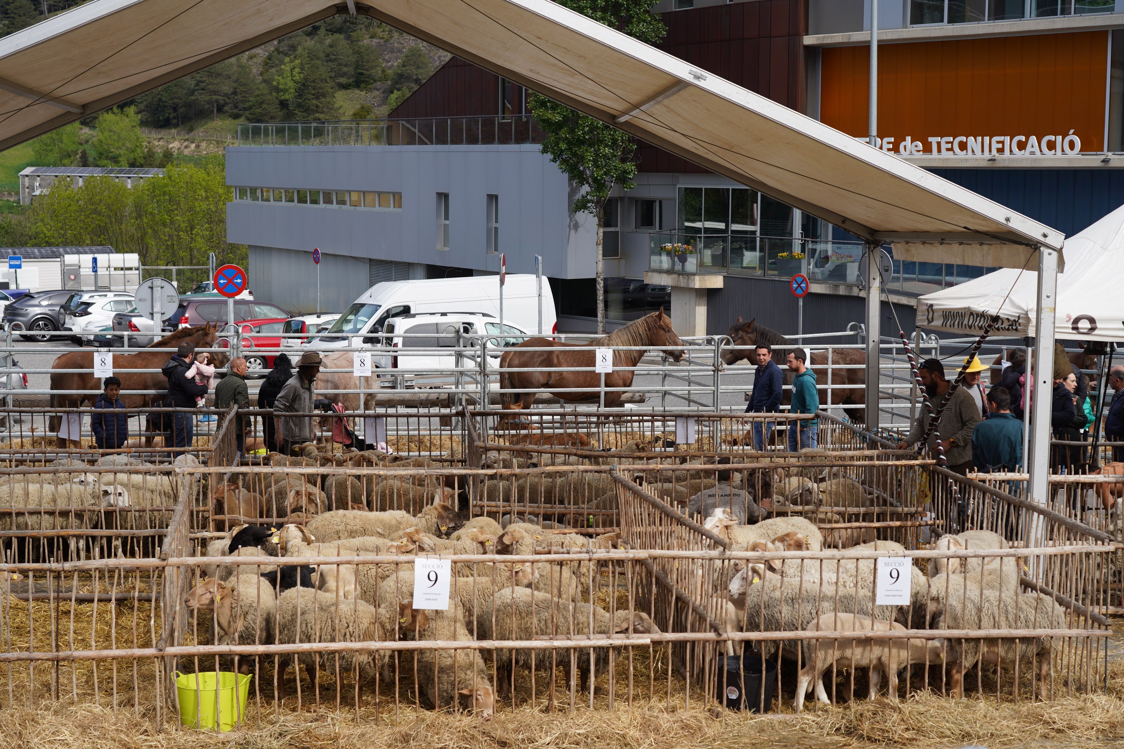Ovelles a la Fira del Bestiar.