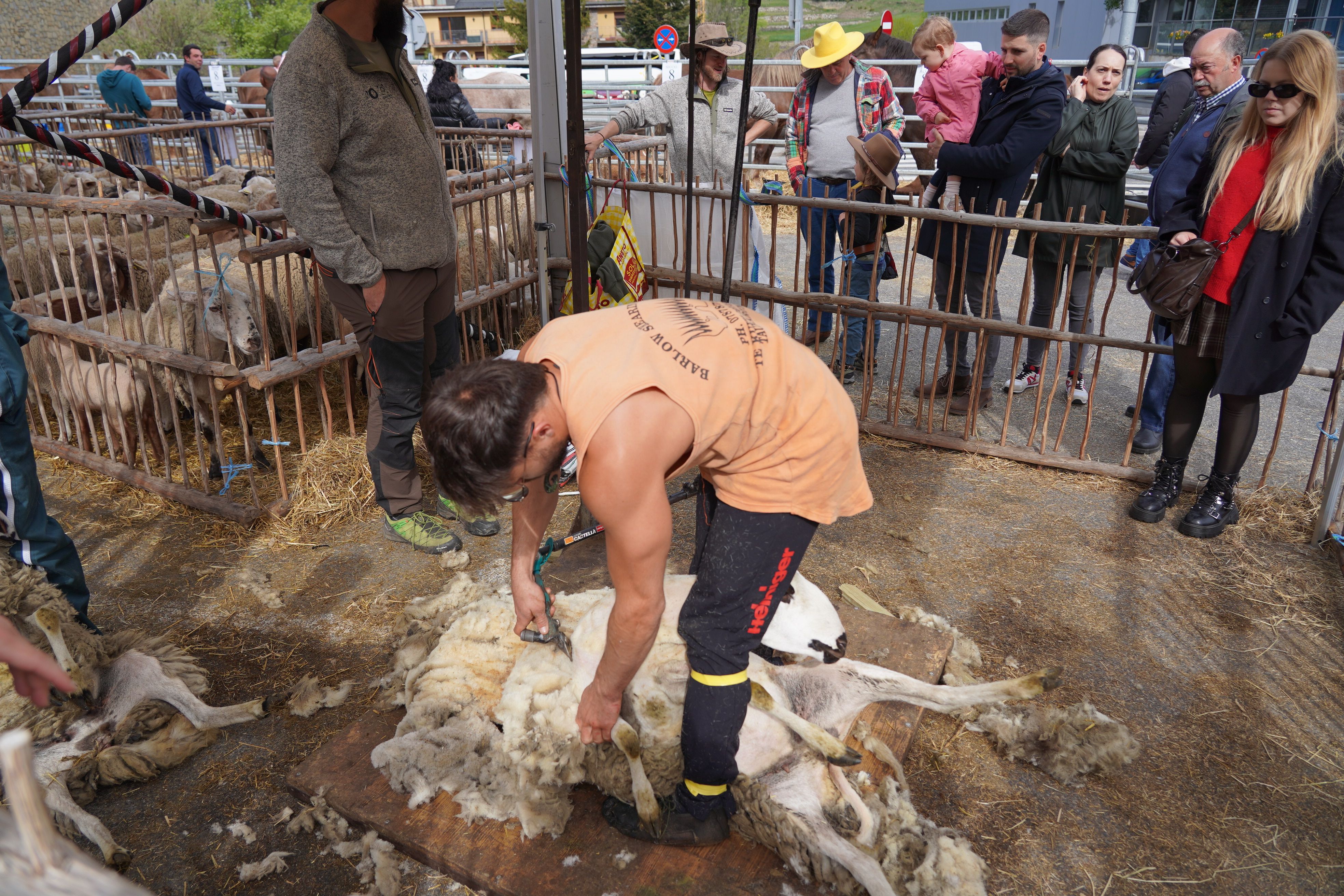 Demostració de com xollar una ovella.