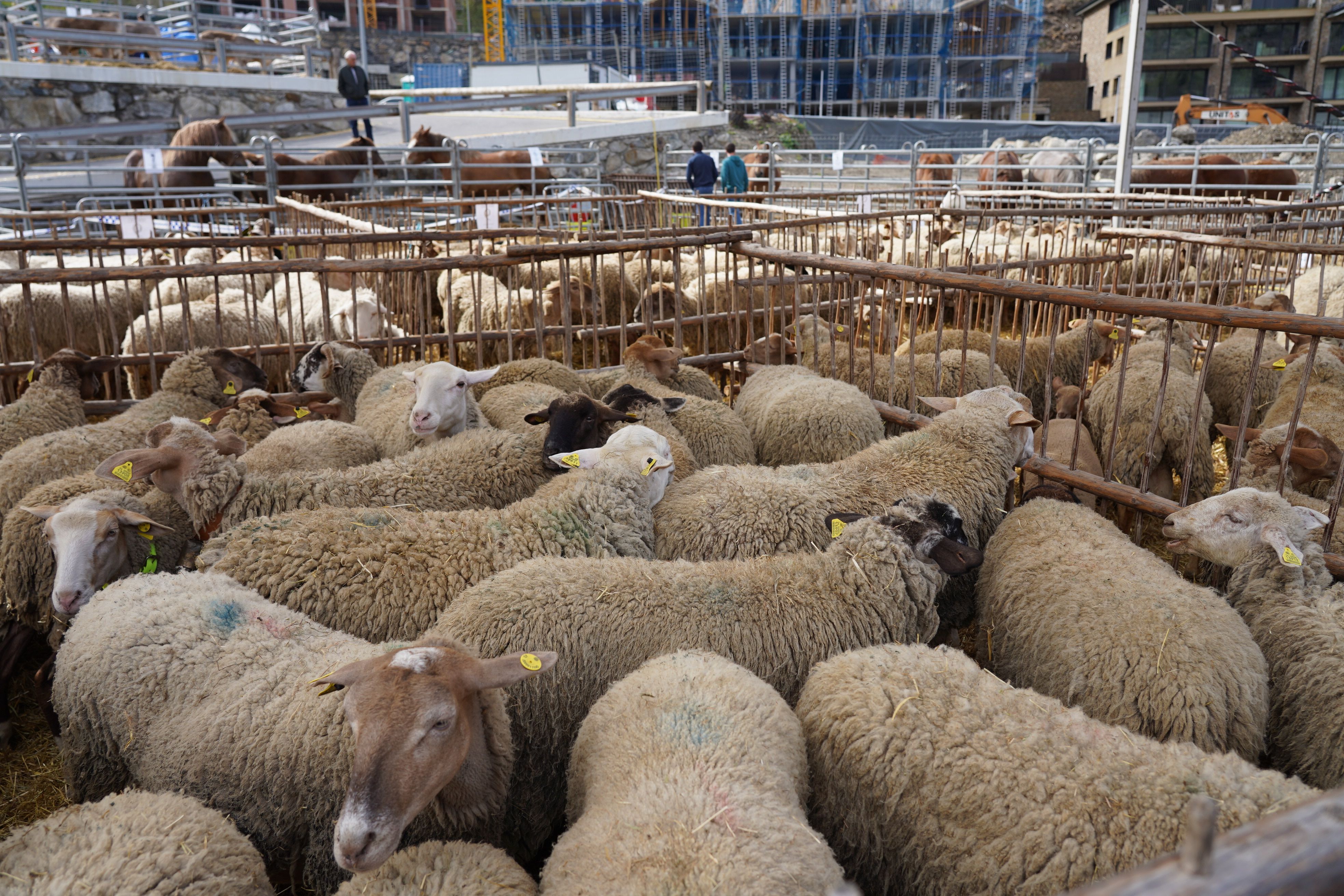 Ovelles a la Fira del Bestiar.