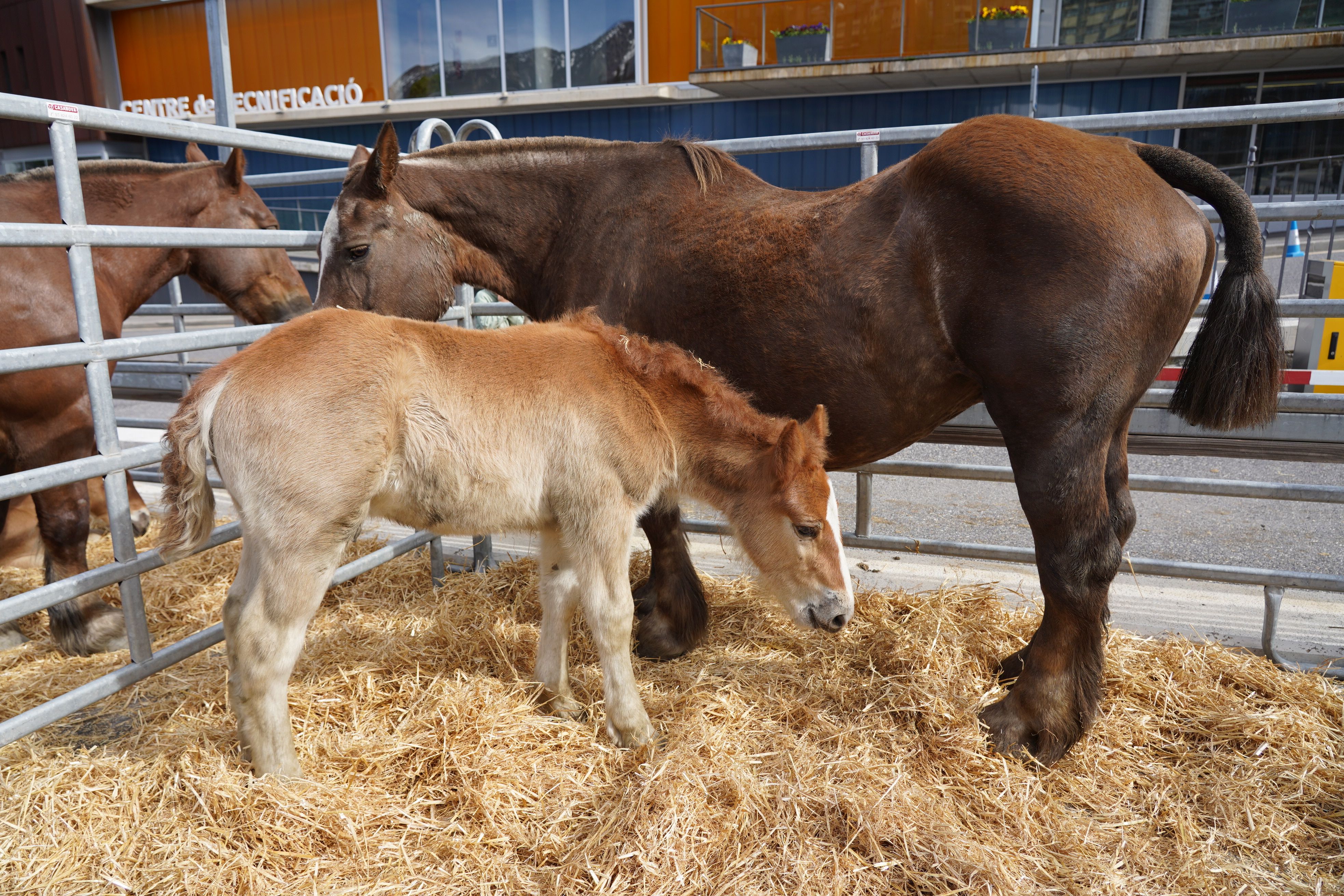 Cavalls a la Fira del Bestiar.