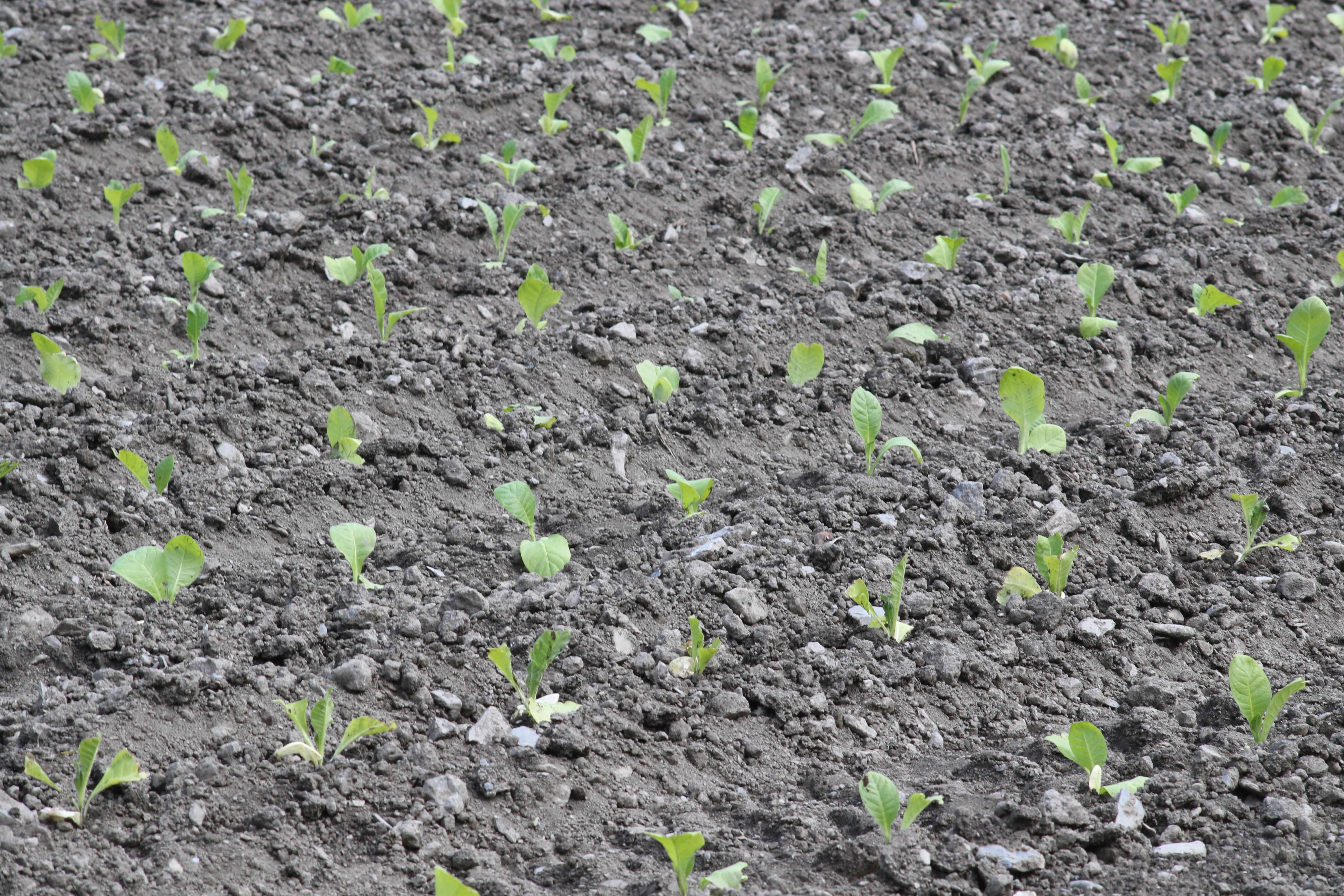 Tabac acabat de plantar en un camp de Sant Julià.