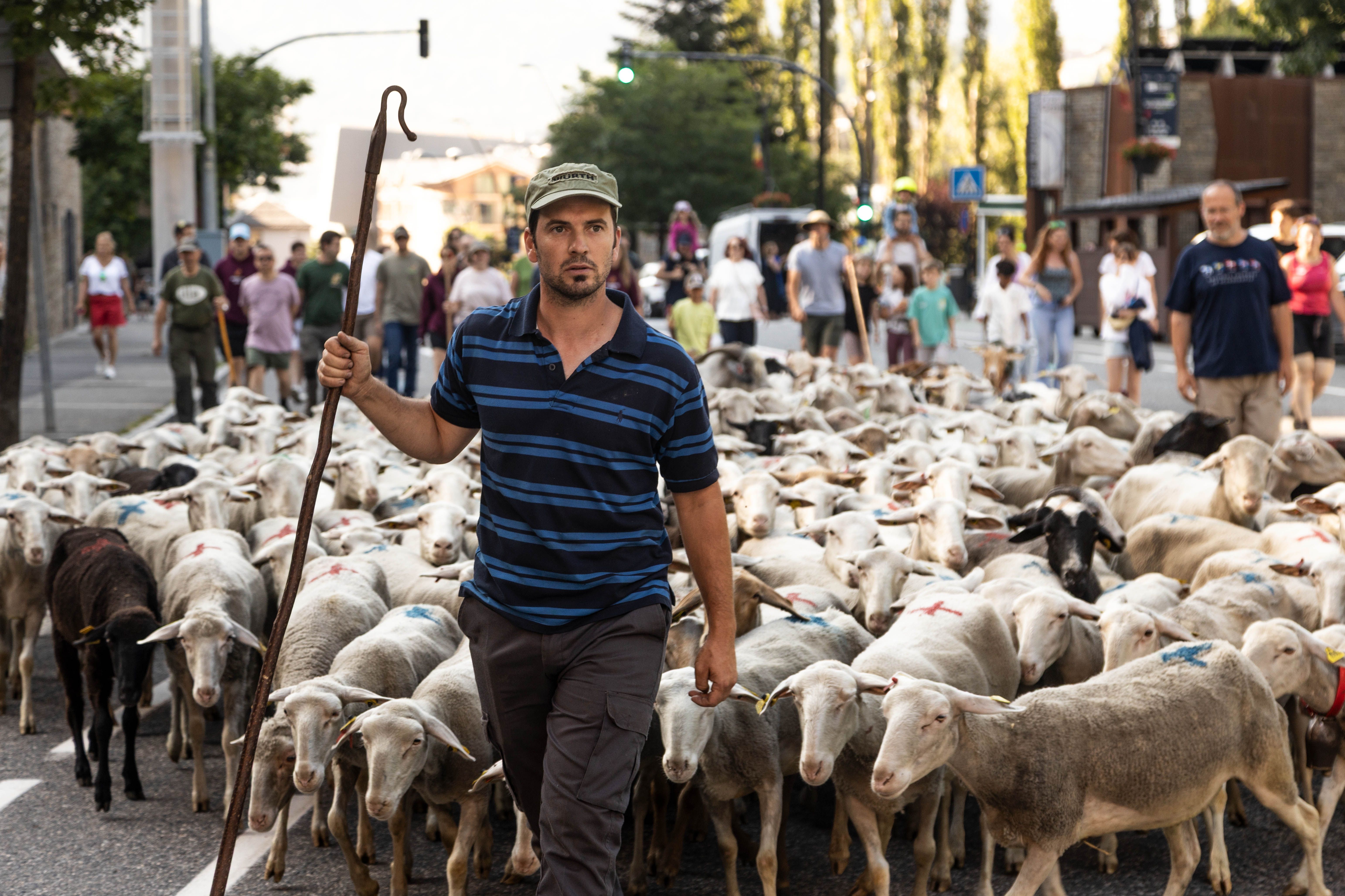 El ramat tornarà a passar pel centre de la Massana, aquest cop més nombrós. El ramat tornarà a passar pel centre de la Massana, aquest cop més nombrós.