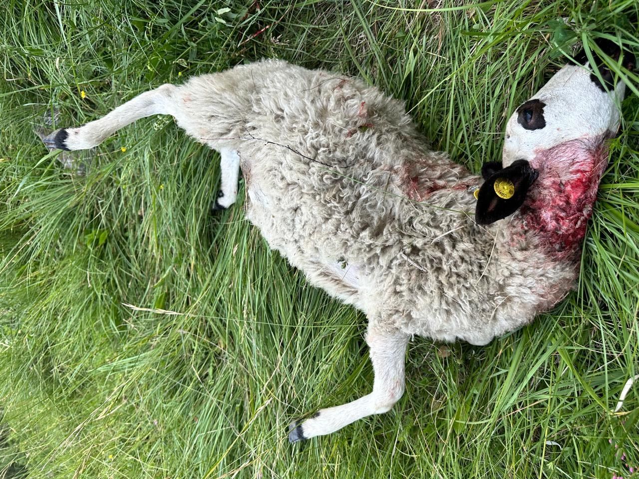 L'ovella morta.