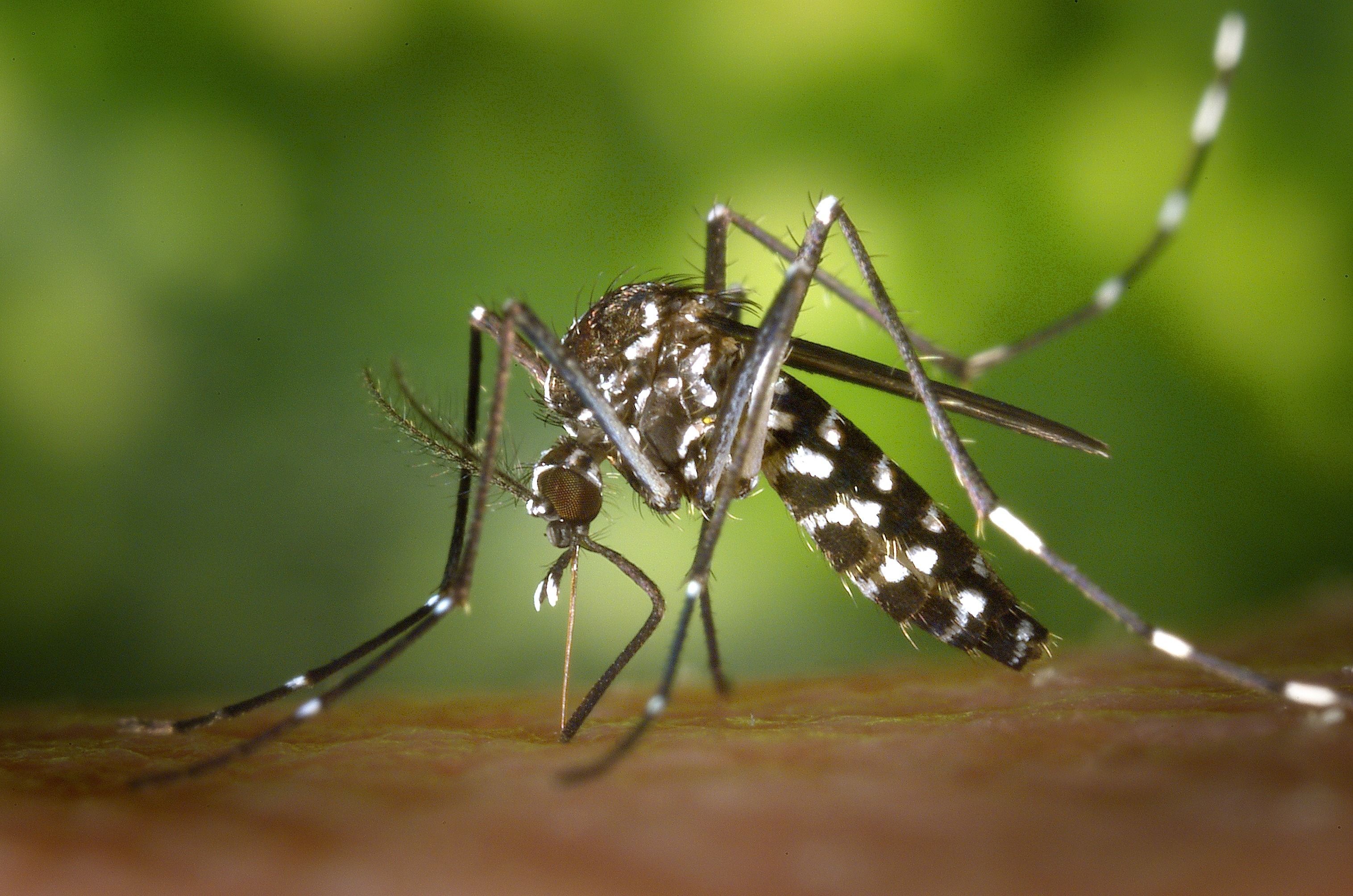 El mosquit tigre, una de les espècies invasores de les darreres dècades. 
