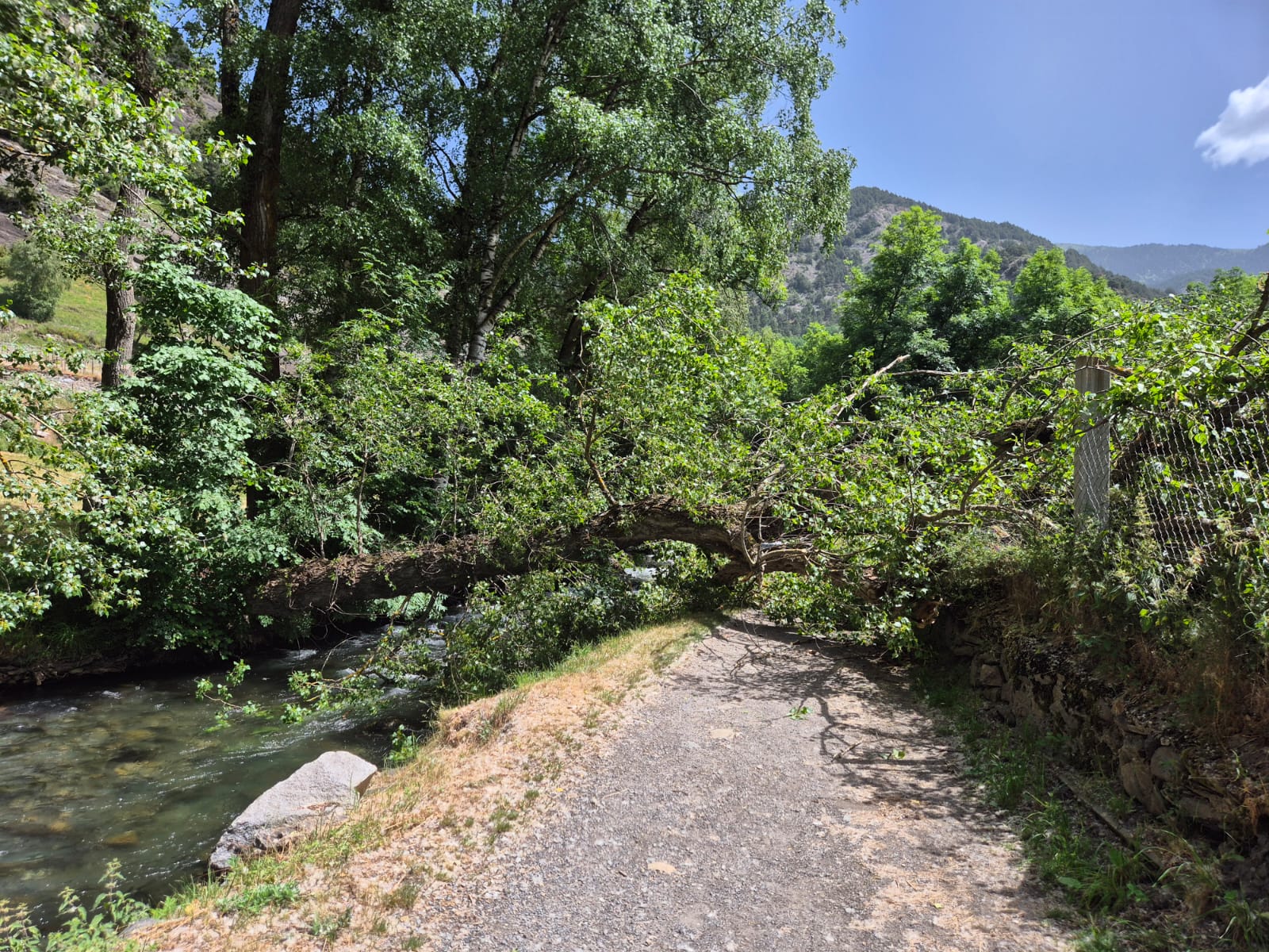 L'arbre caigut al mig del Camí Ral a Ordino