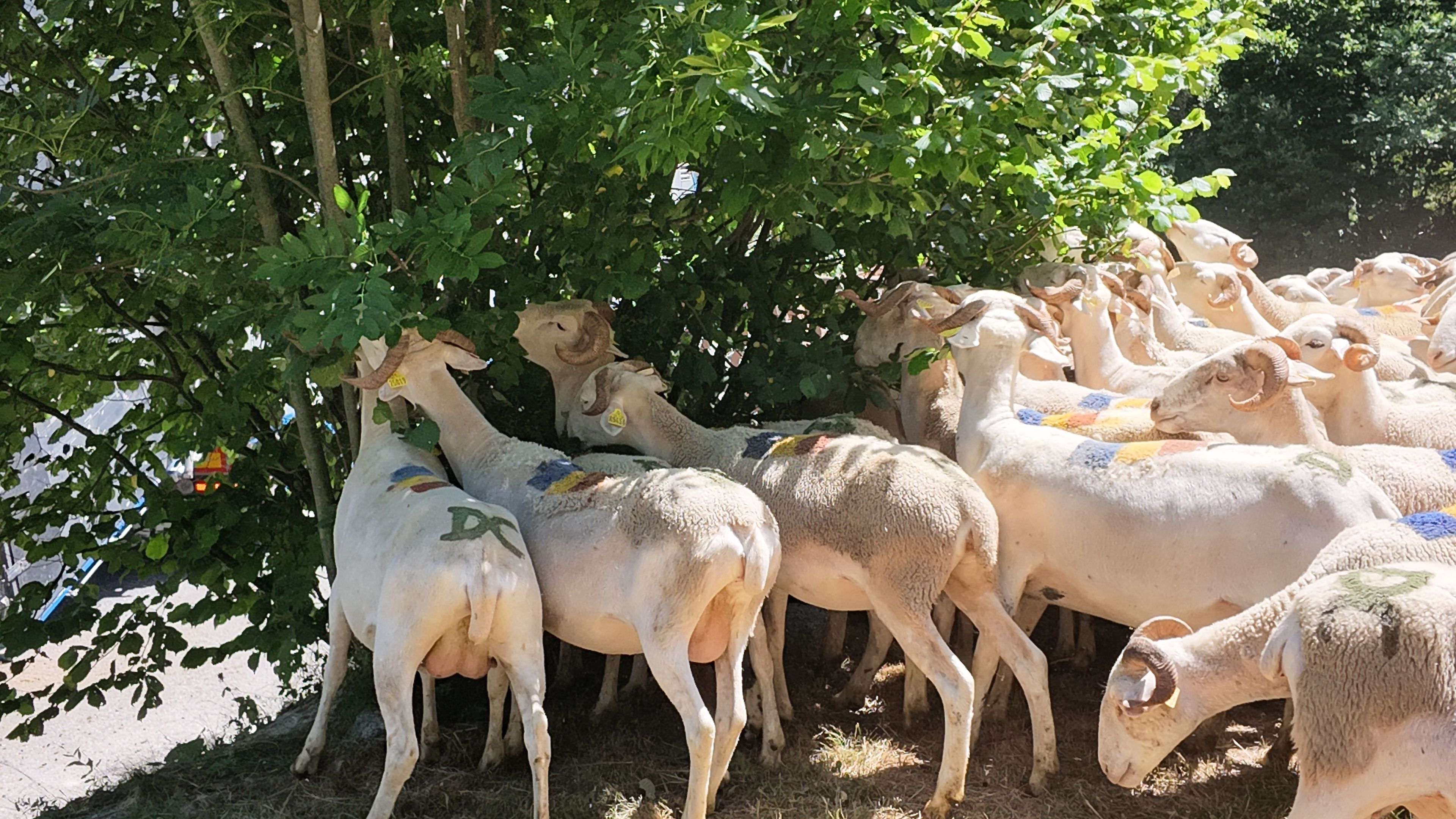 La Vall del Madriu recupera la transhumància.