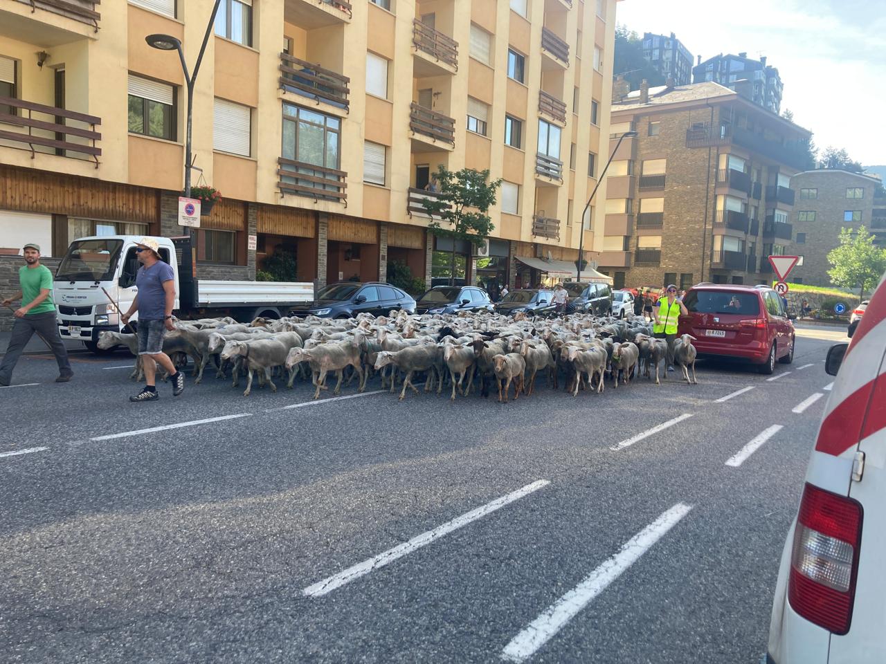 El ramat d'ovelles que ha passat pel centre de la Massana.