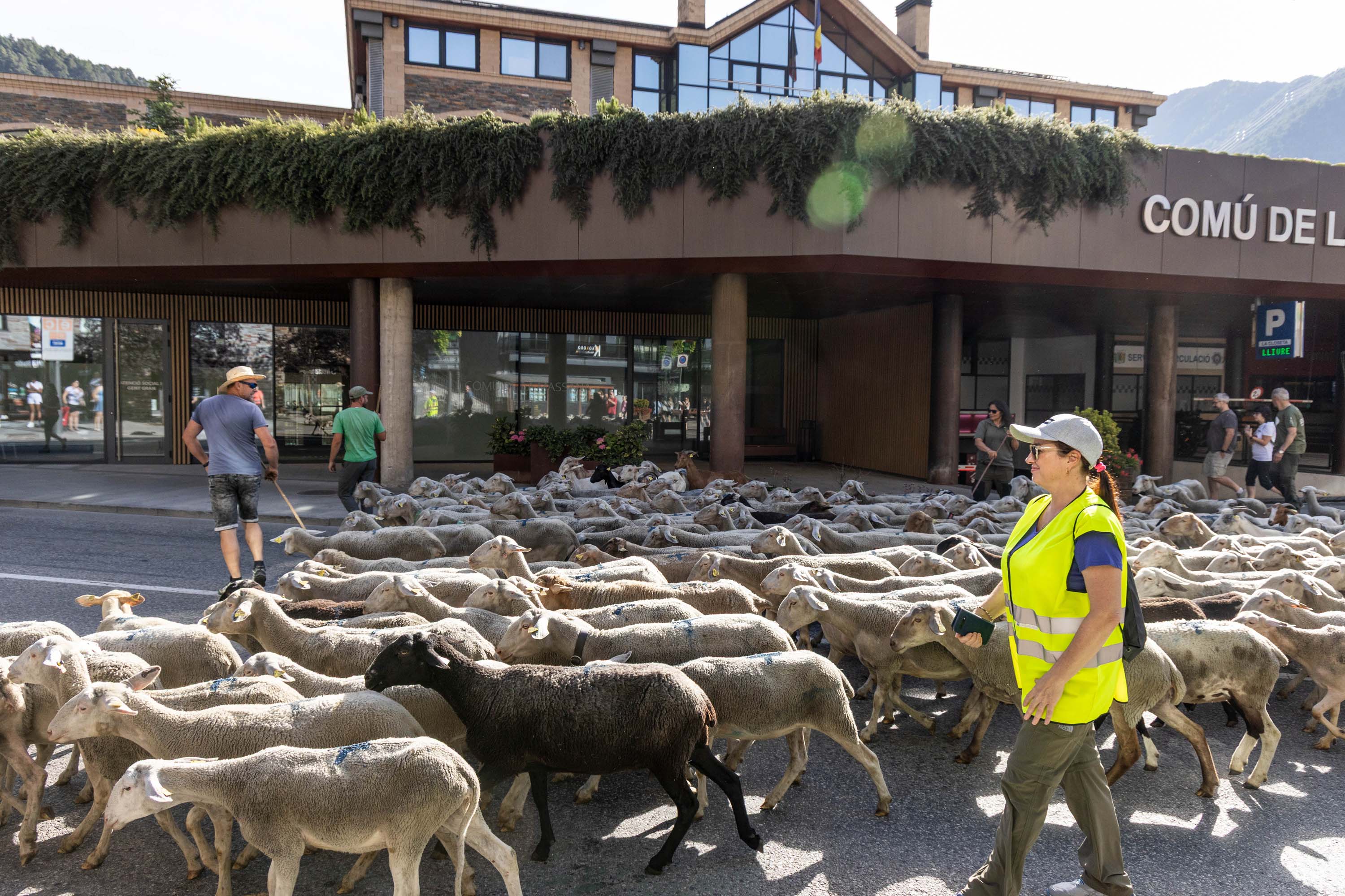 Les ovelles passejant pel centre de la Massana.
