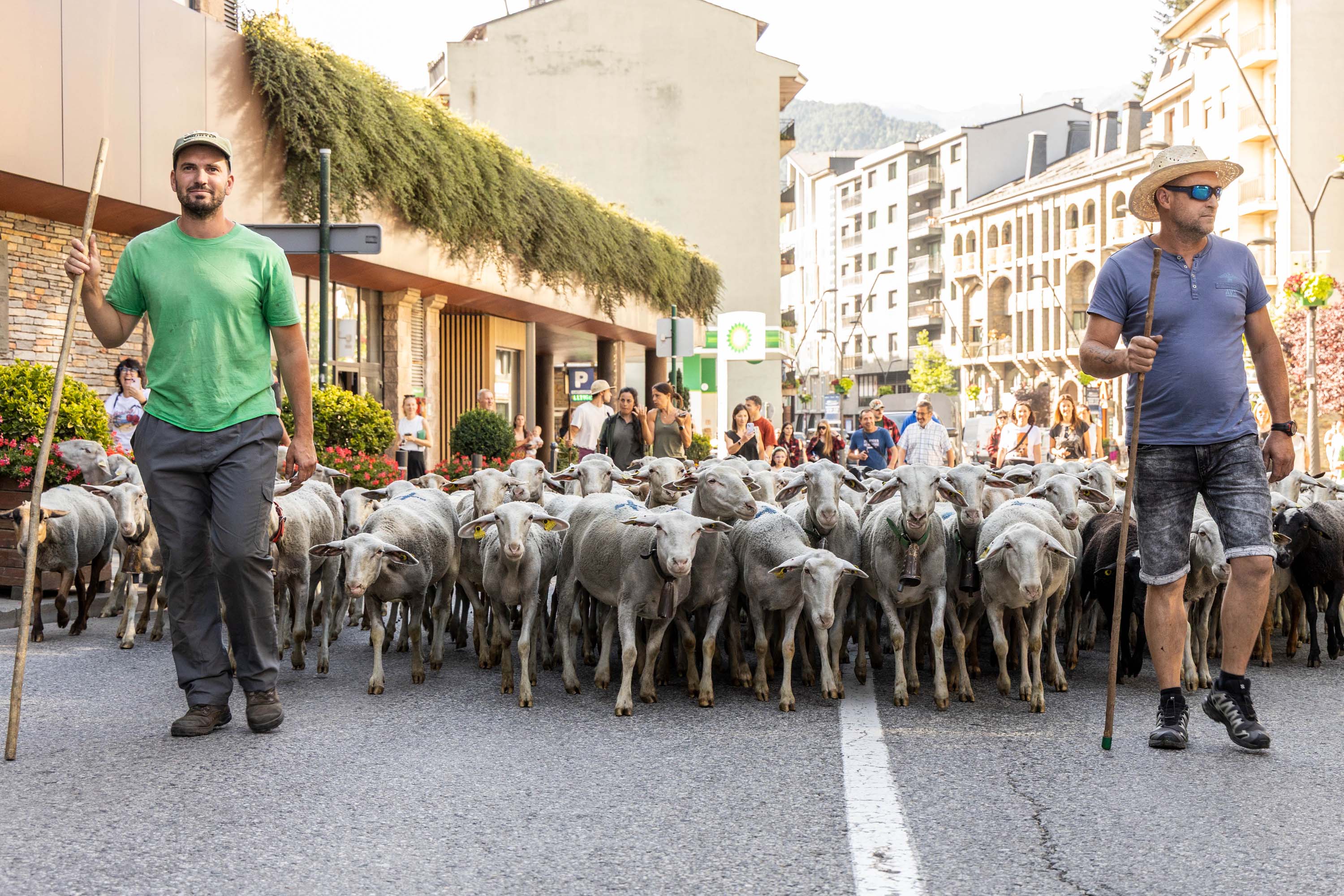 Pas d'un ramat d'ovelles per la Massana.