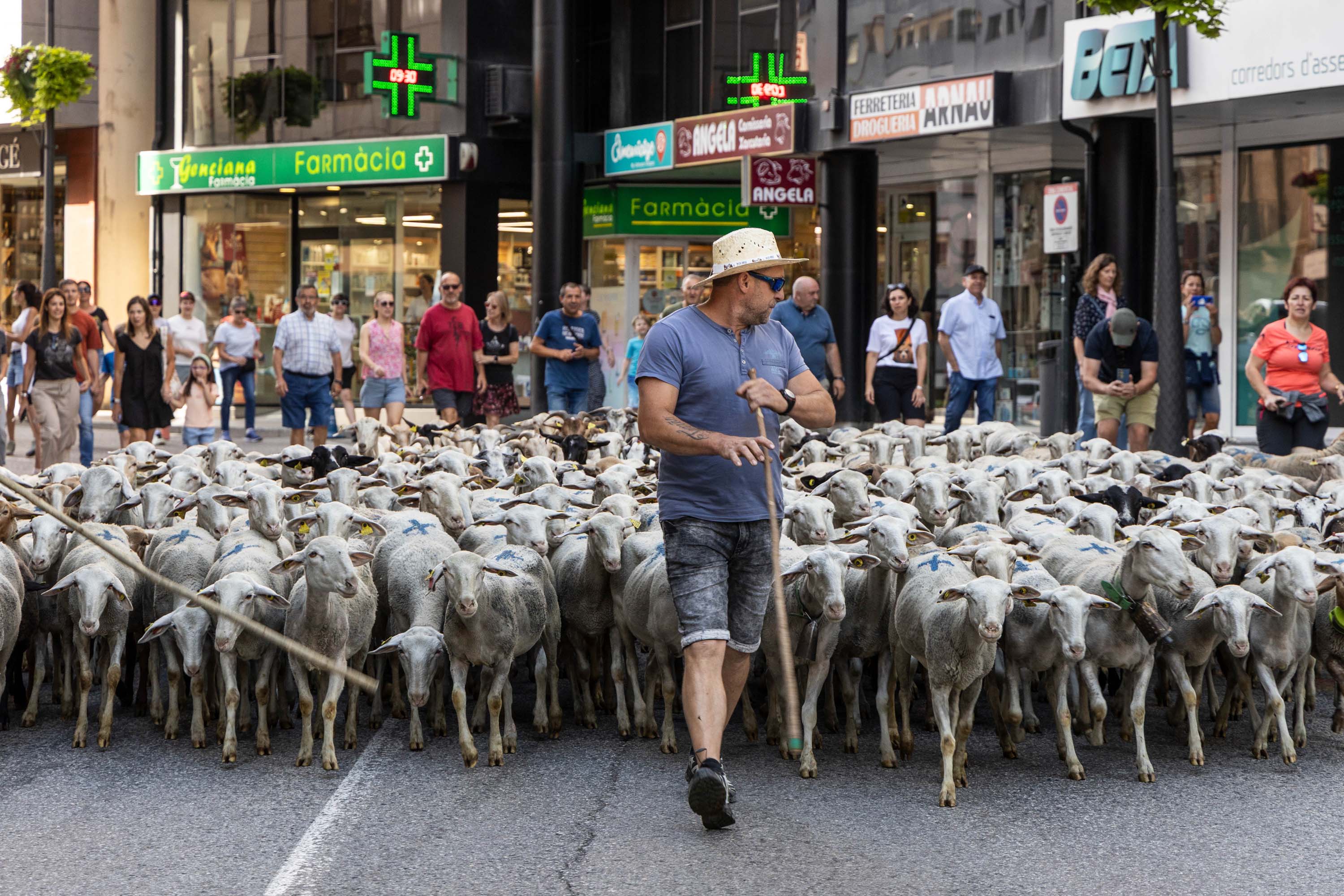 Un dels pastors amb les ovelles pel centre de la Massana.