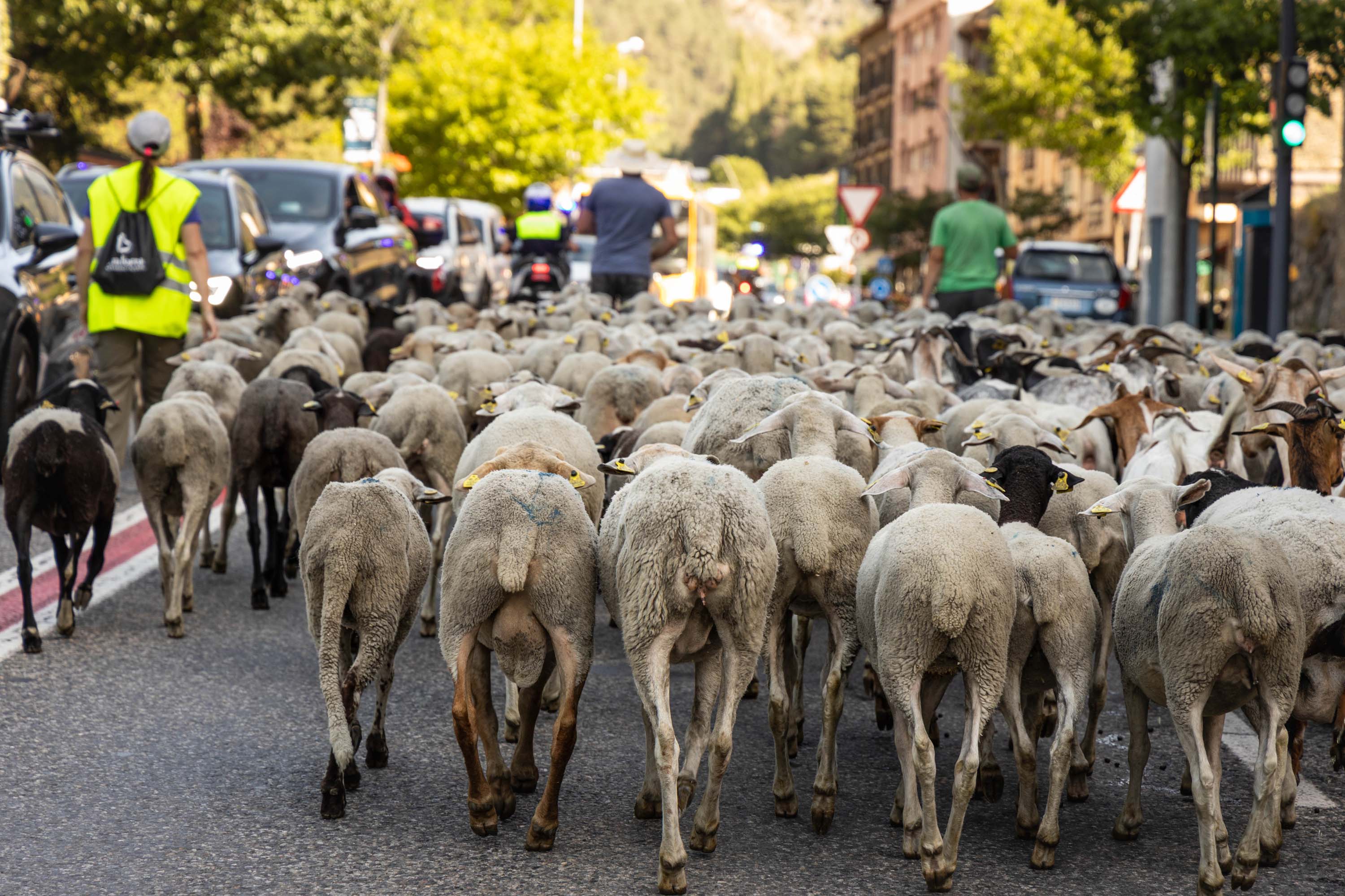 Les ovelles del ramat que ha passat pel centre de la Massana.