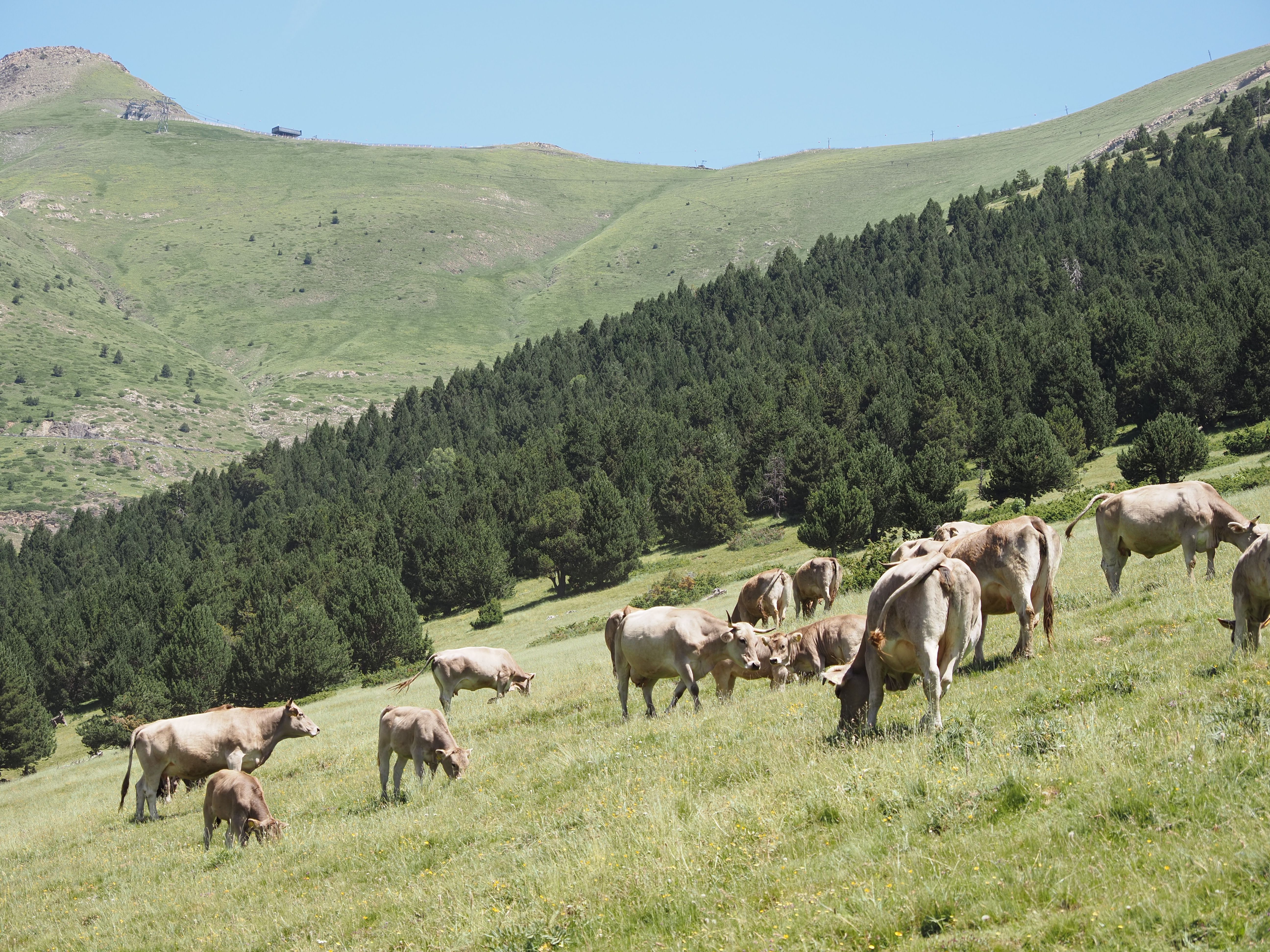 La vacada pasturant a Setúria.
