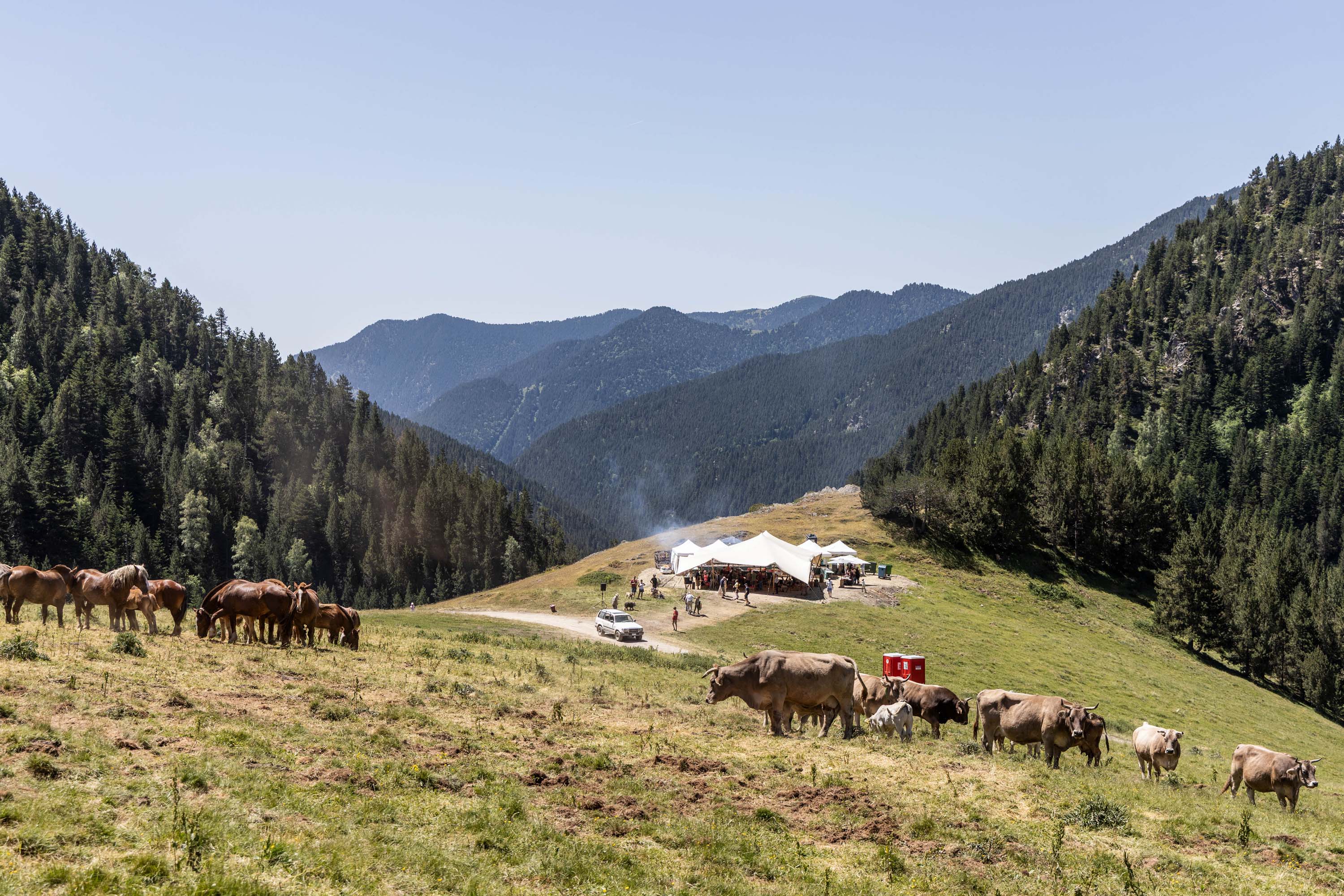 Vaques i cavalls aquest dissabte al Serrat de l'Esmaligat per la benedicció de Setúria.