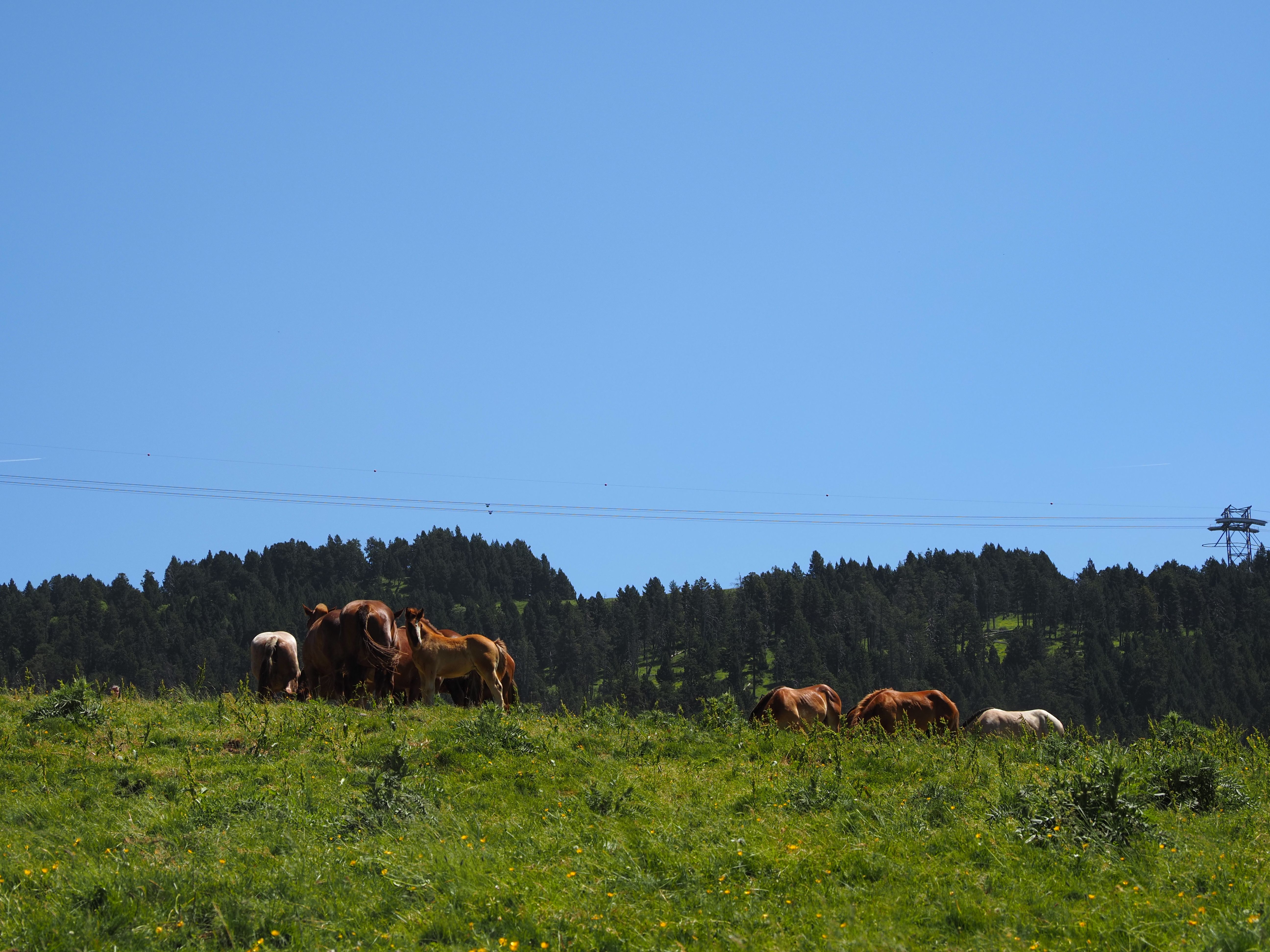 Cavalls pasturant a Setúria.